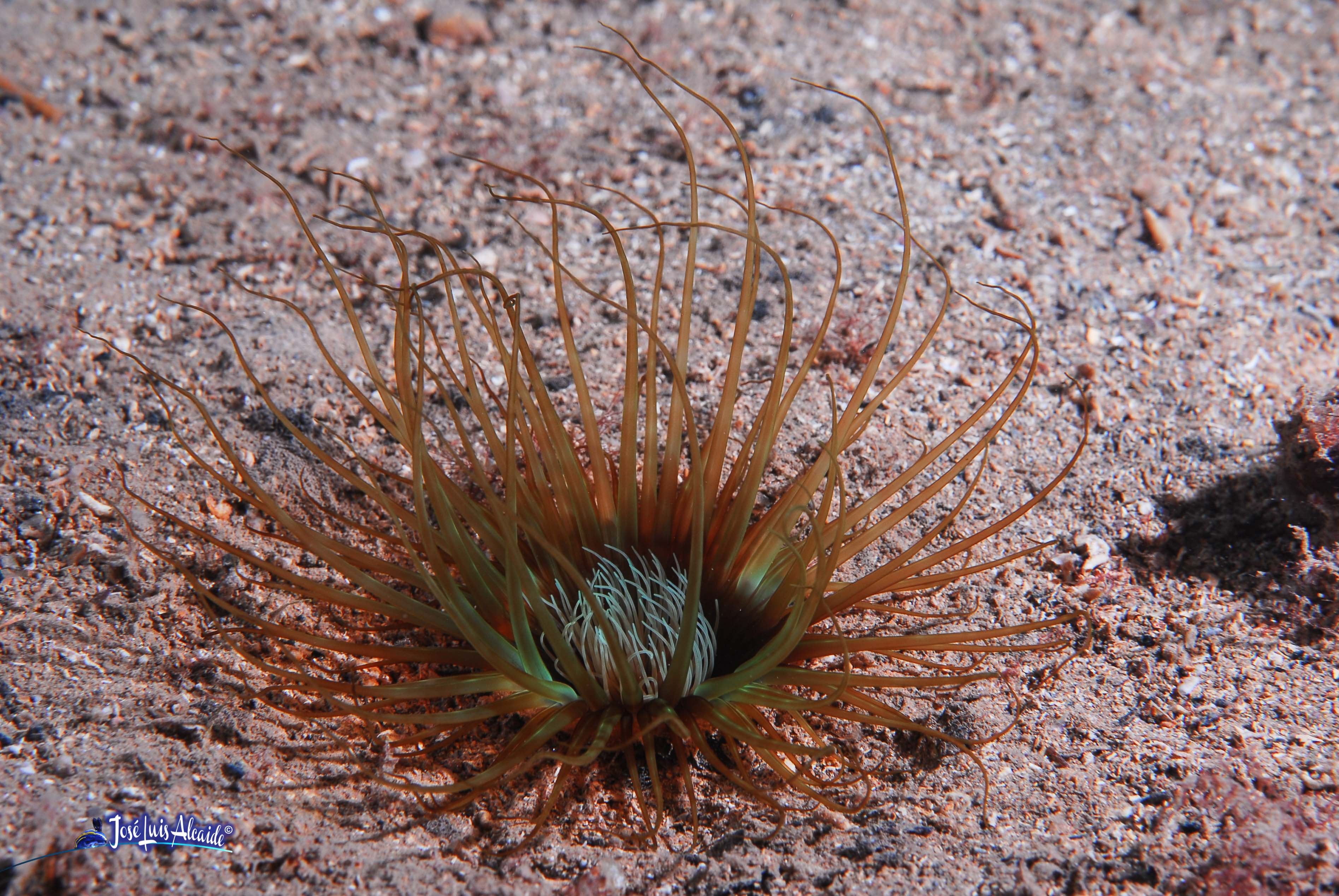 Cerianthus membranaceus cerianto