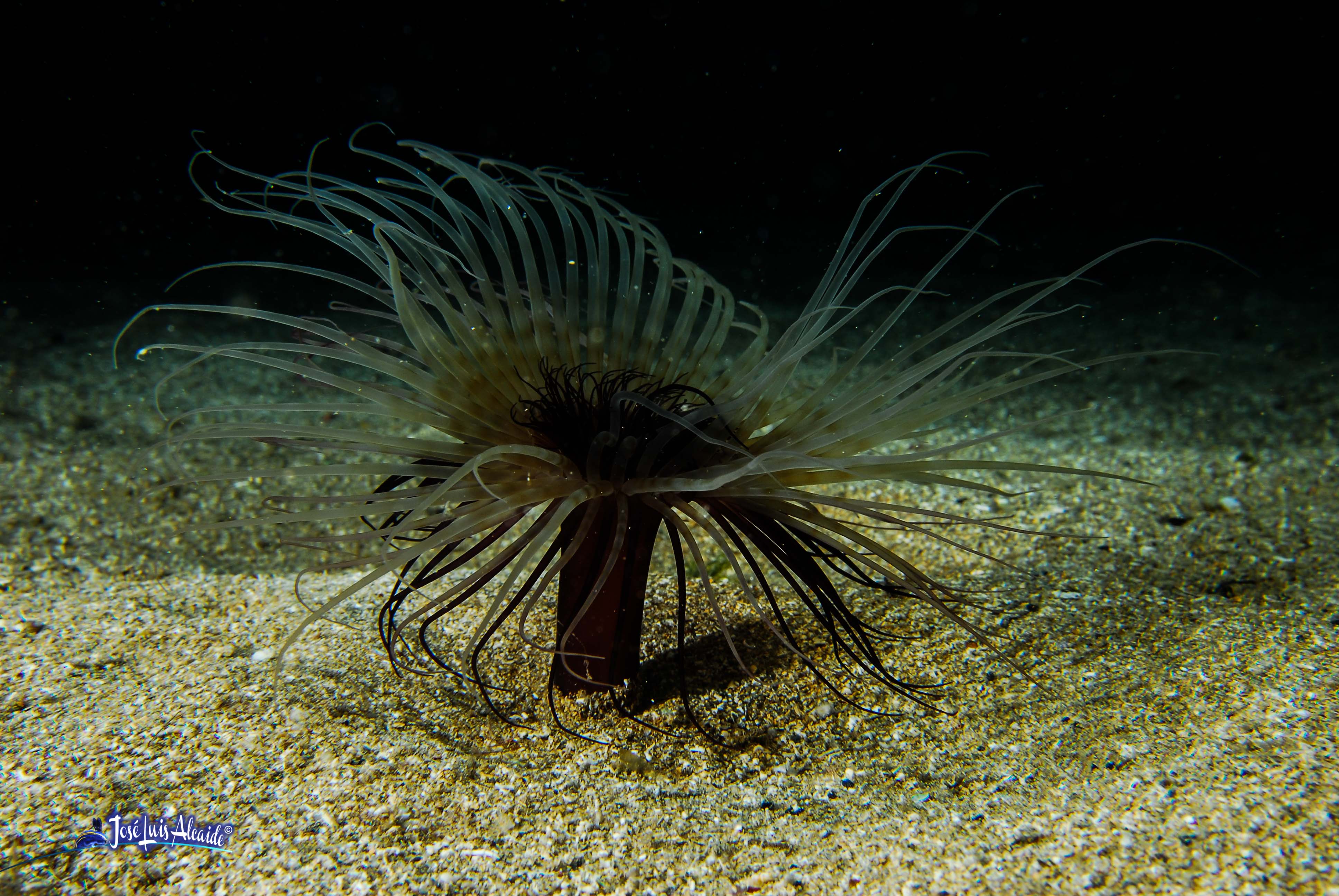 Cerianthus membranaceus cerianto
