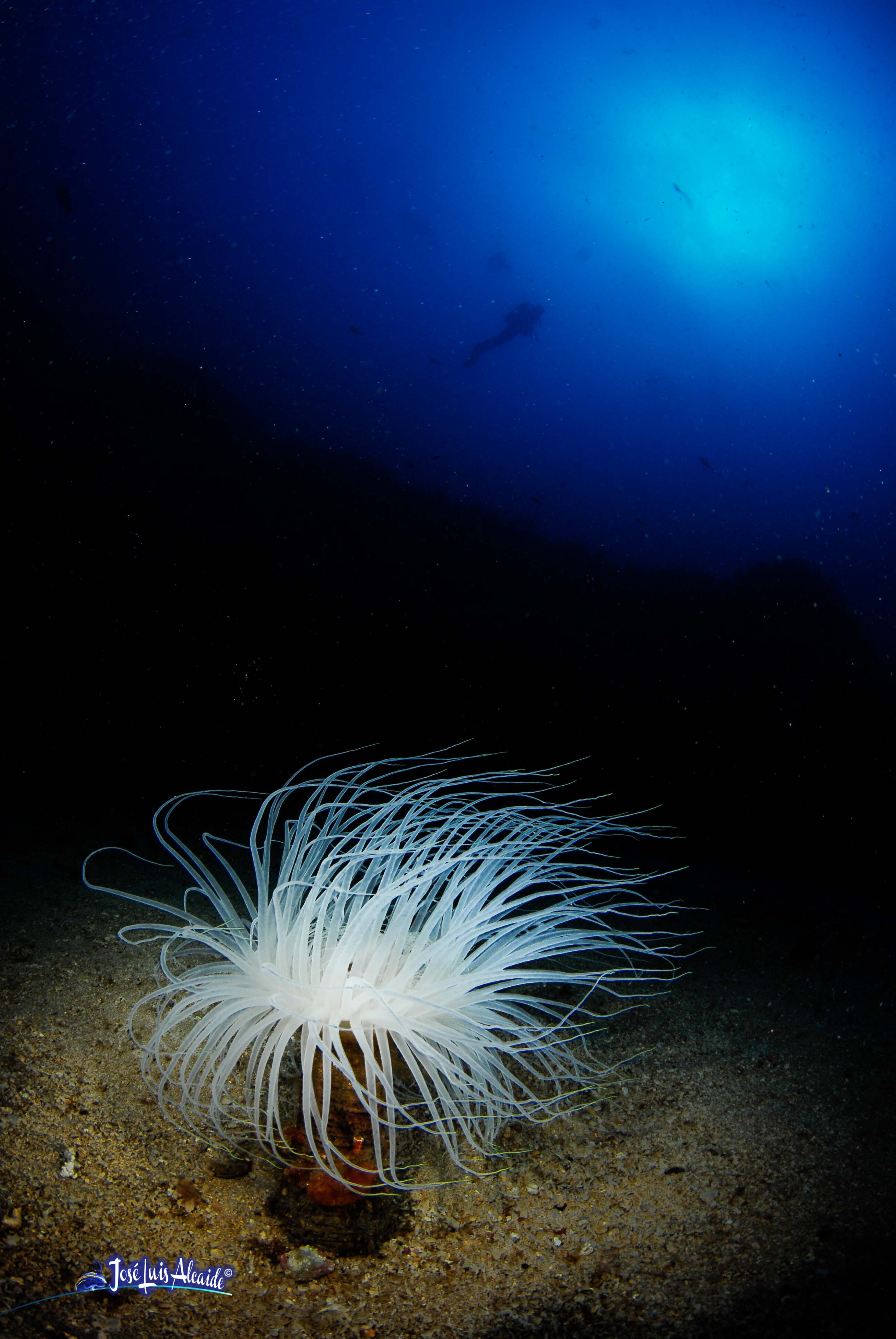 Cerianthus membranaceus cerianto
