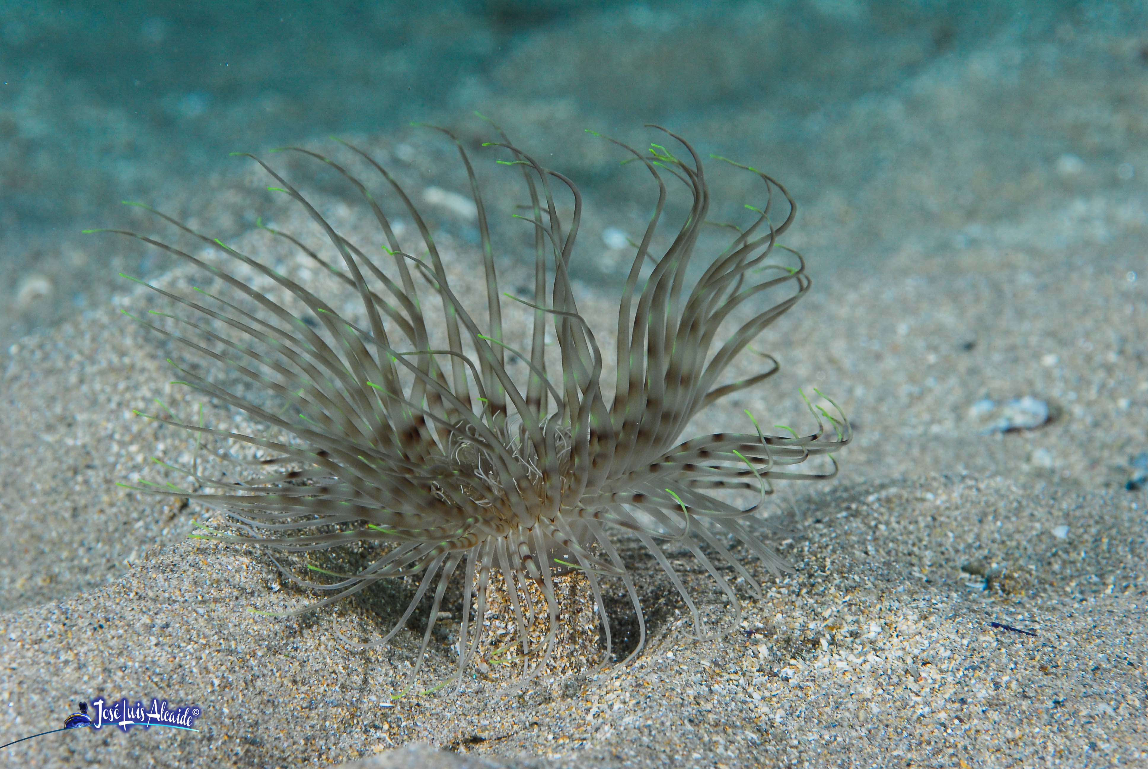 Cerianthus membranaceus cerianto