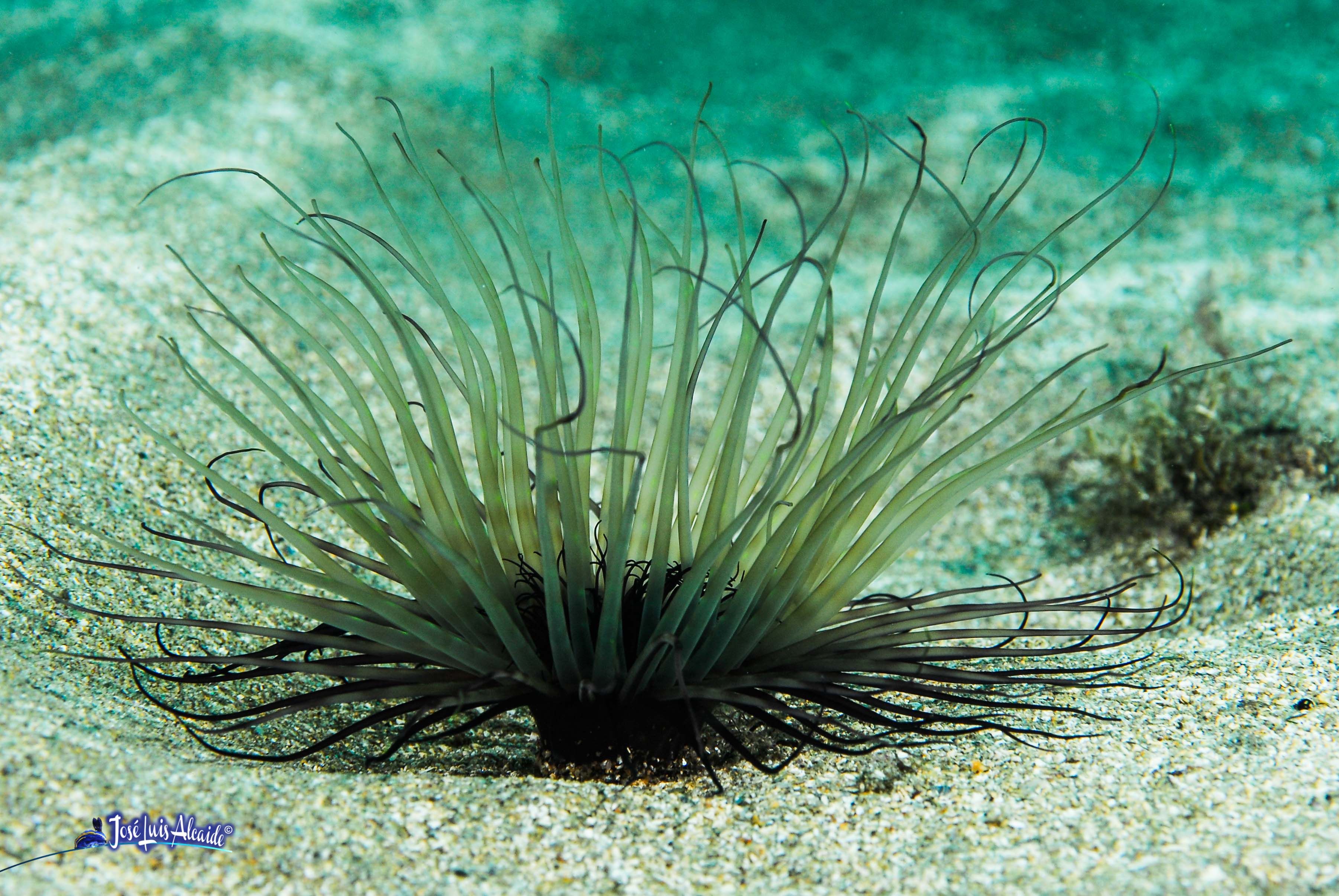 Cerianthus membranaceus cerianto