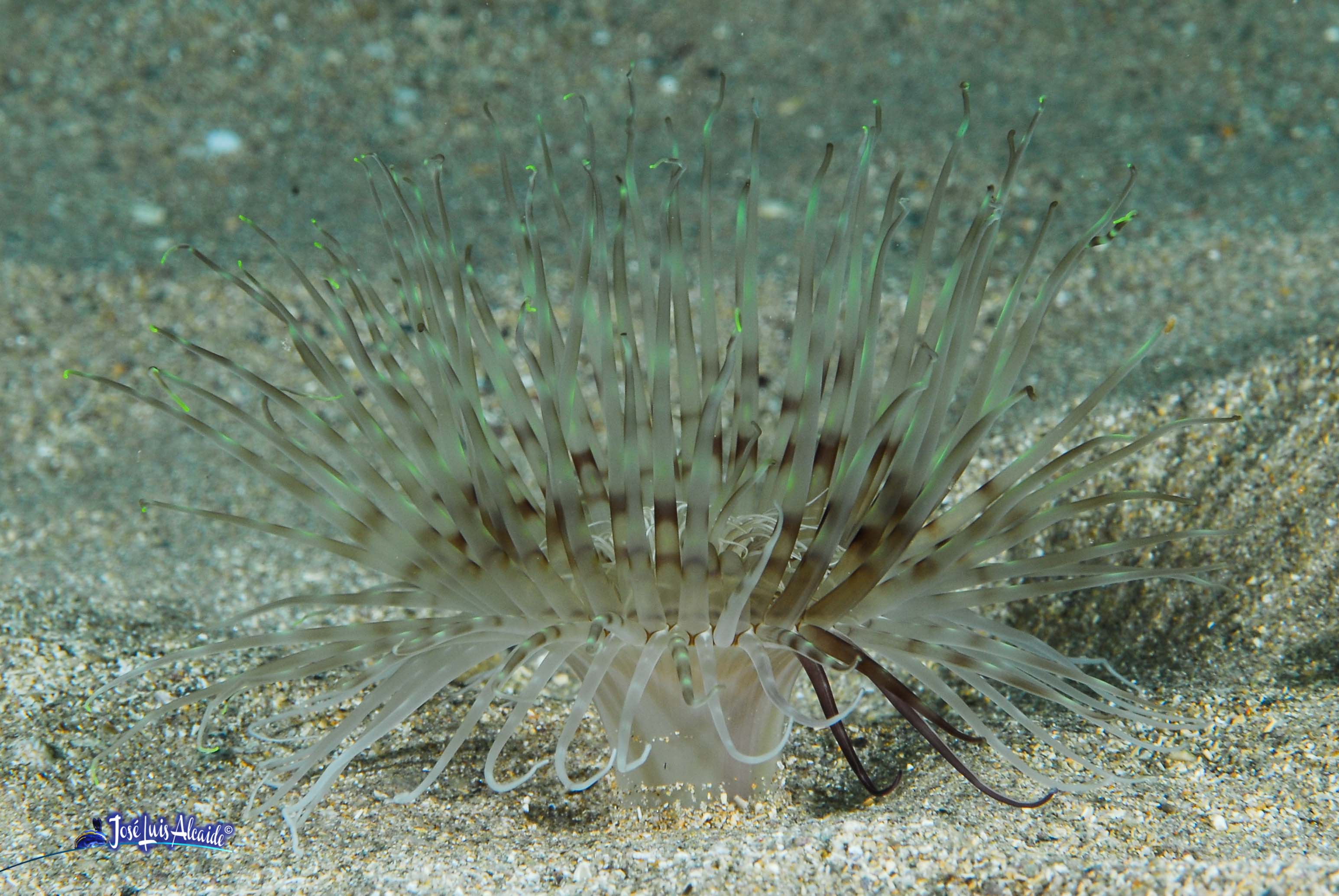 Cerianthus membranaceus cerianto
