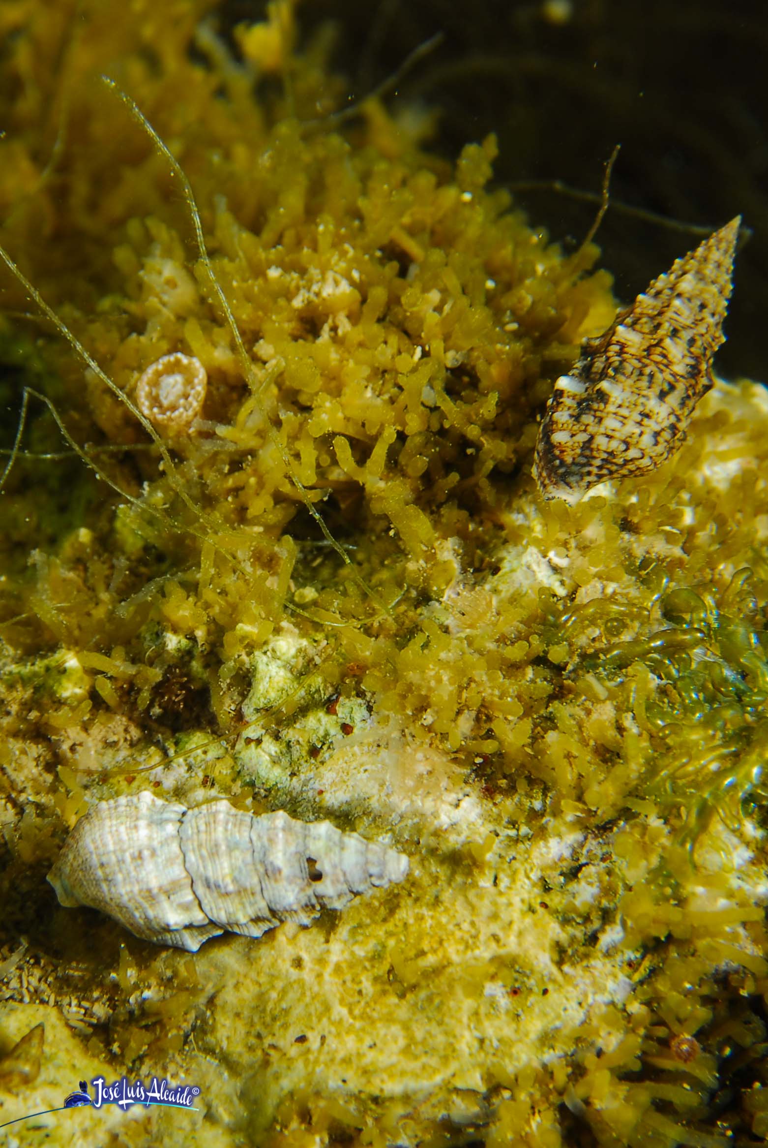 Cerithium vulgatum