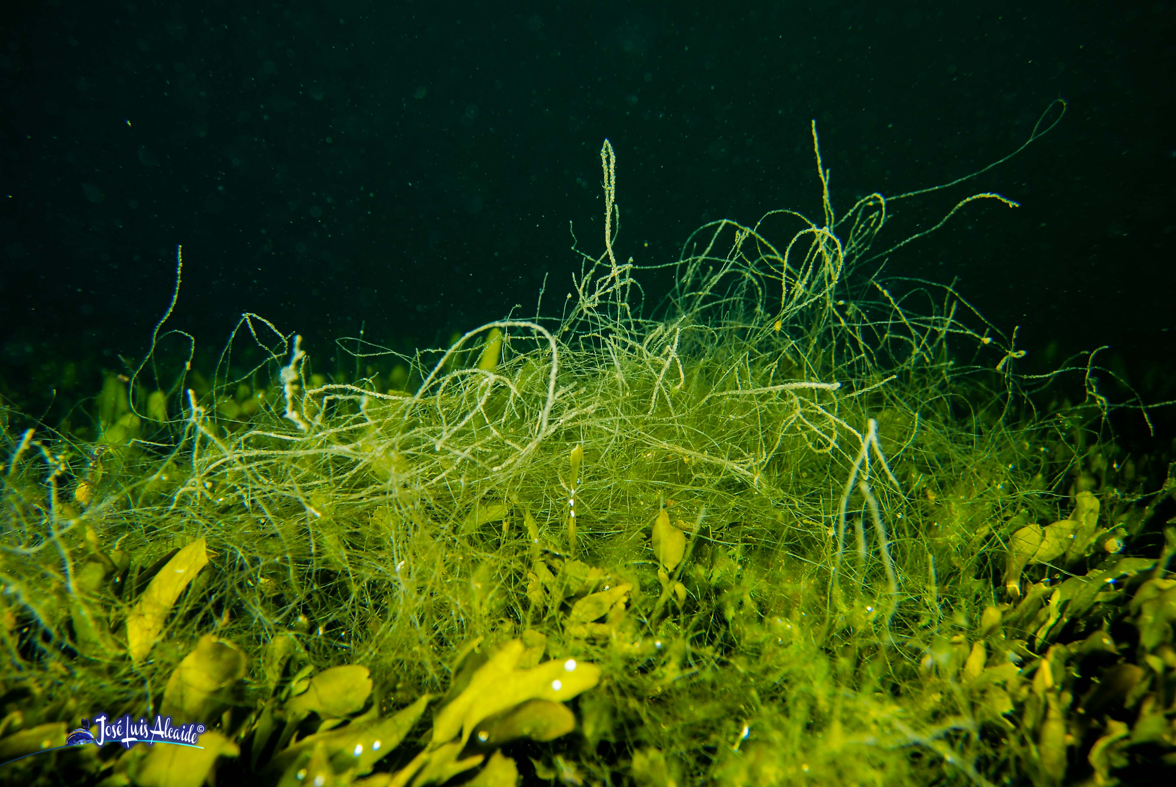 Chaetomorpha linum