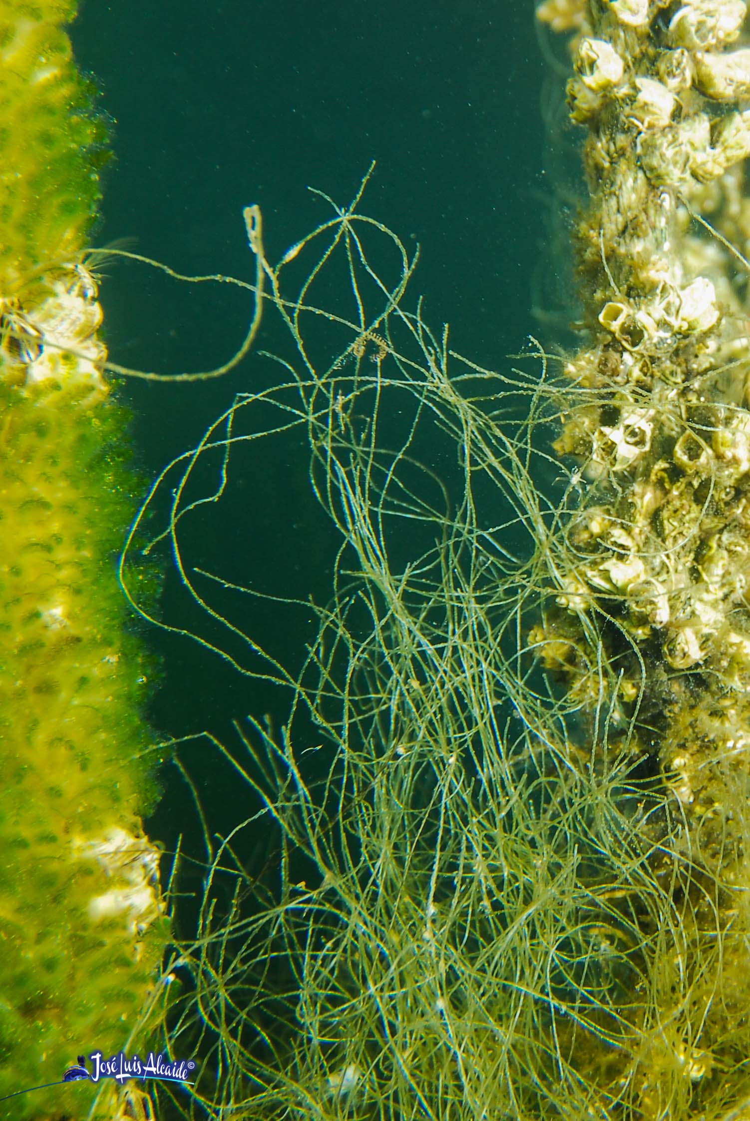 Chaetomorpha linum