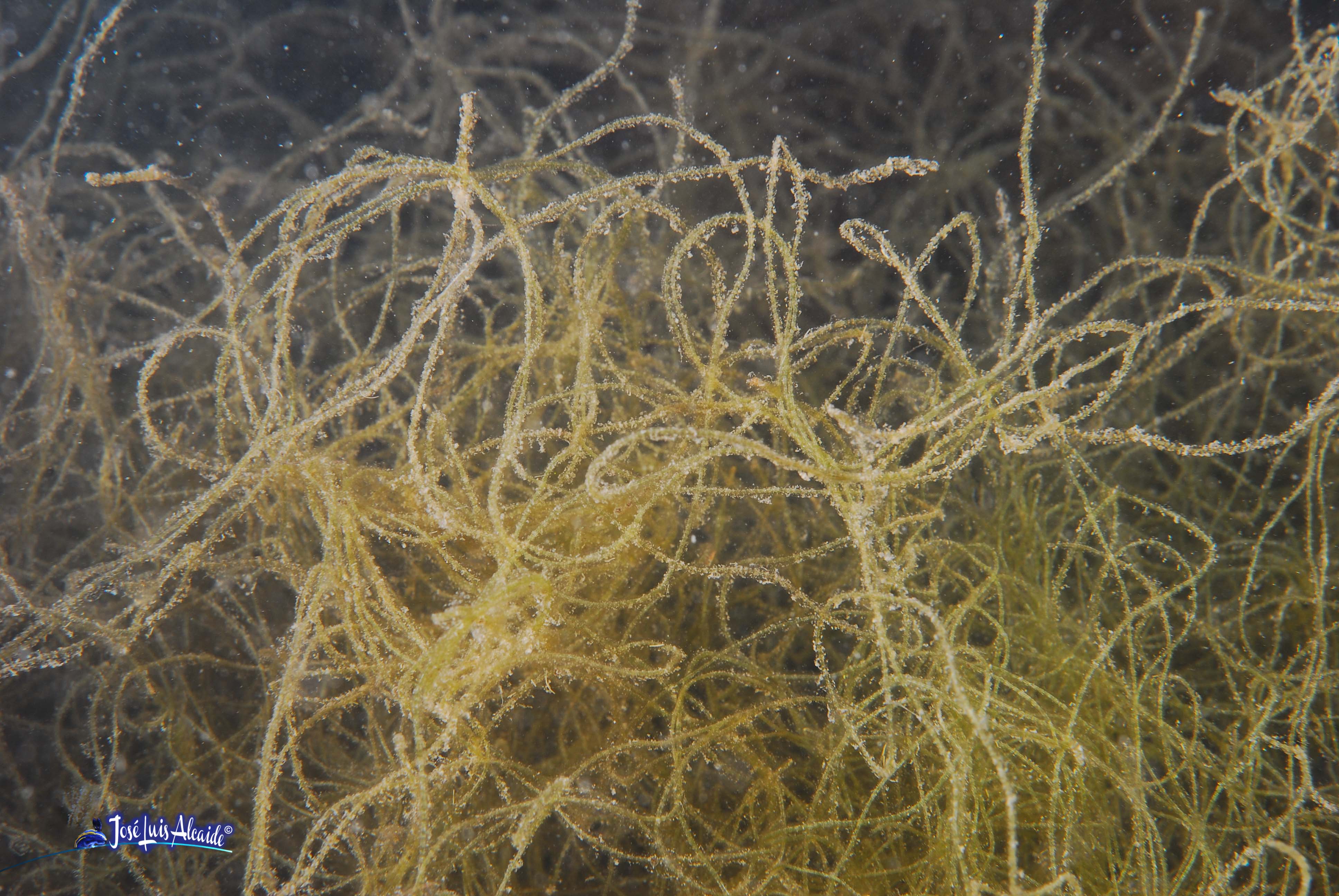 Chaetomorpha linum