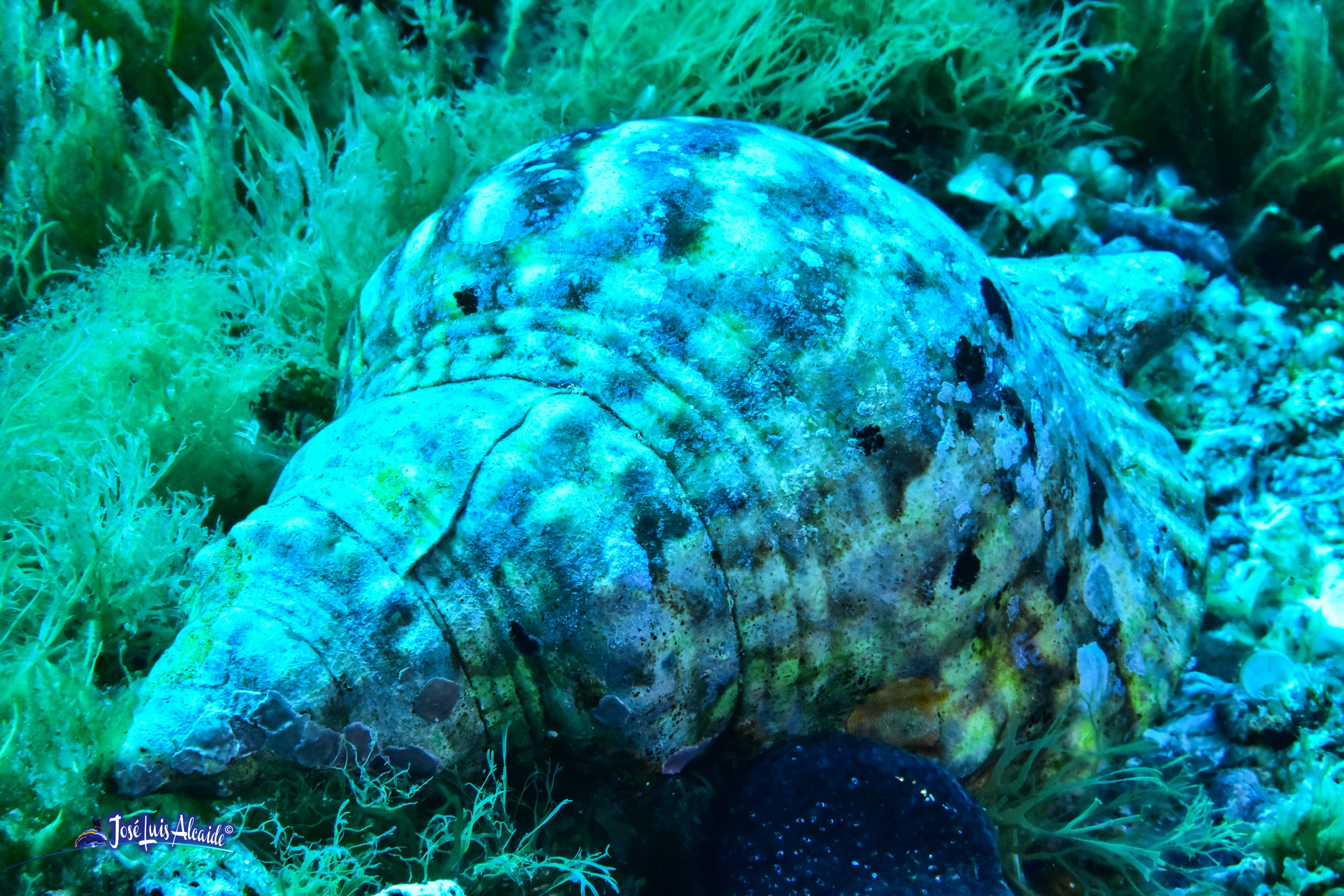 Charonia lampas