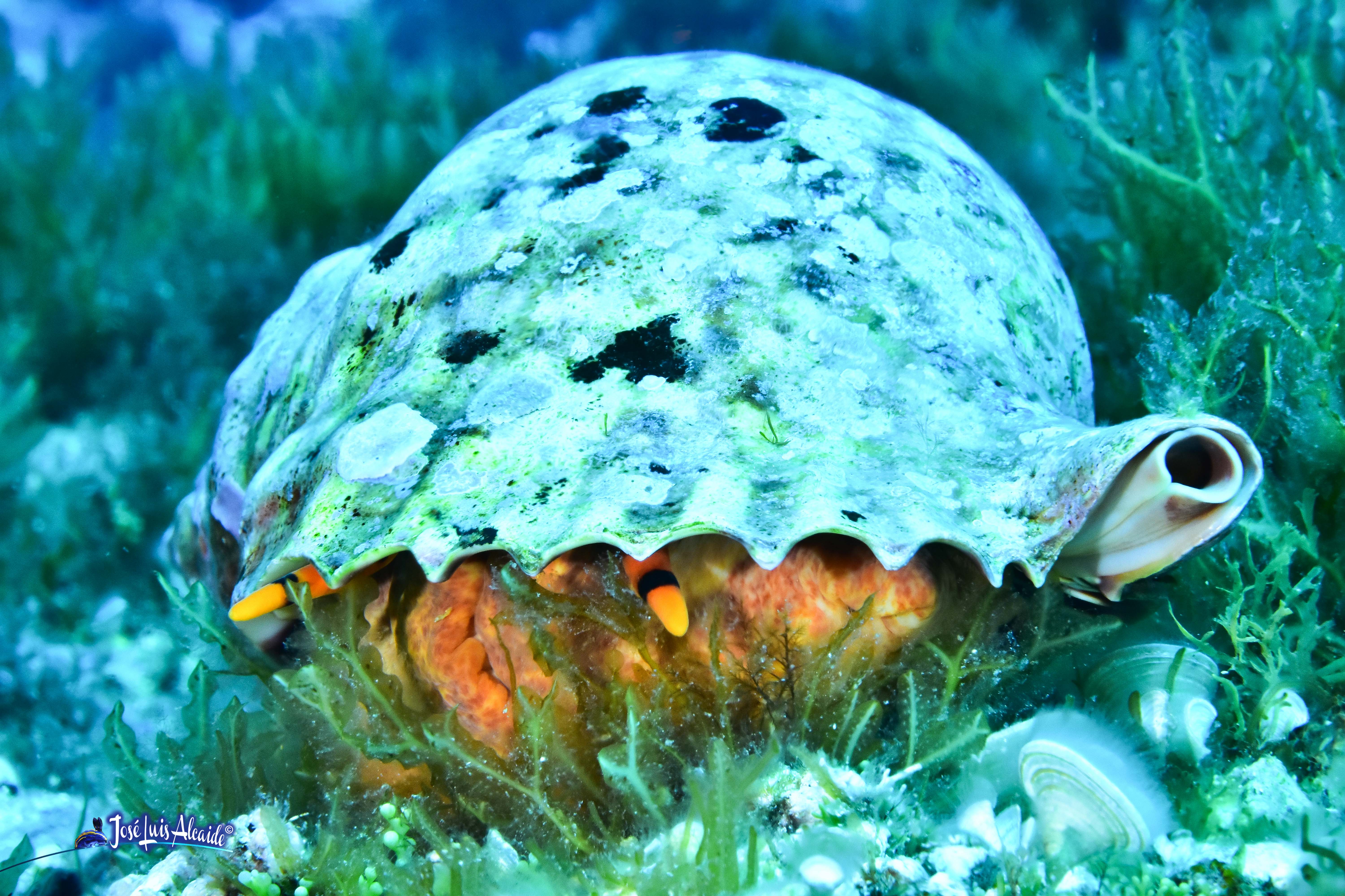 Charonia lampas