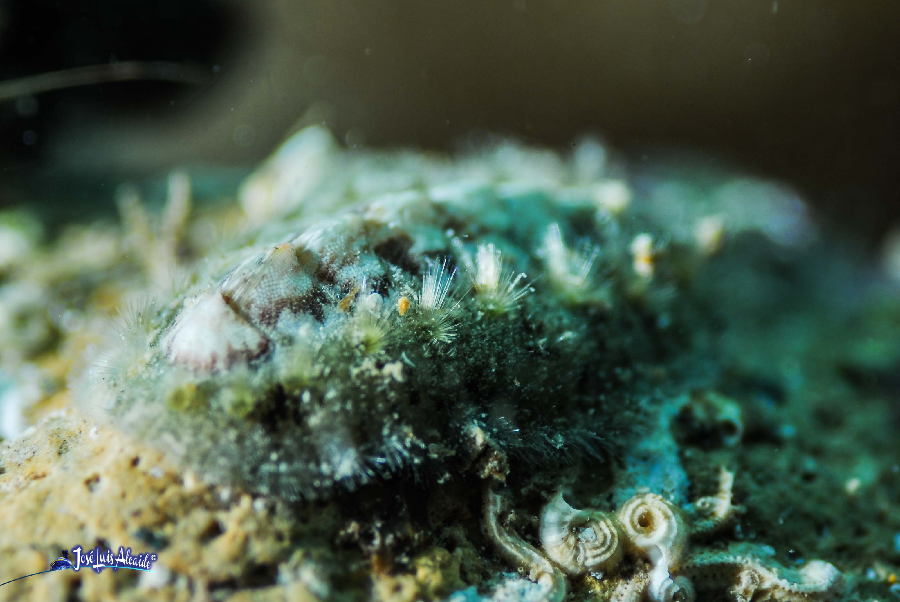 Chiton olivaceus chitón quitón