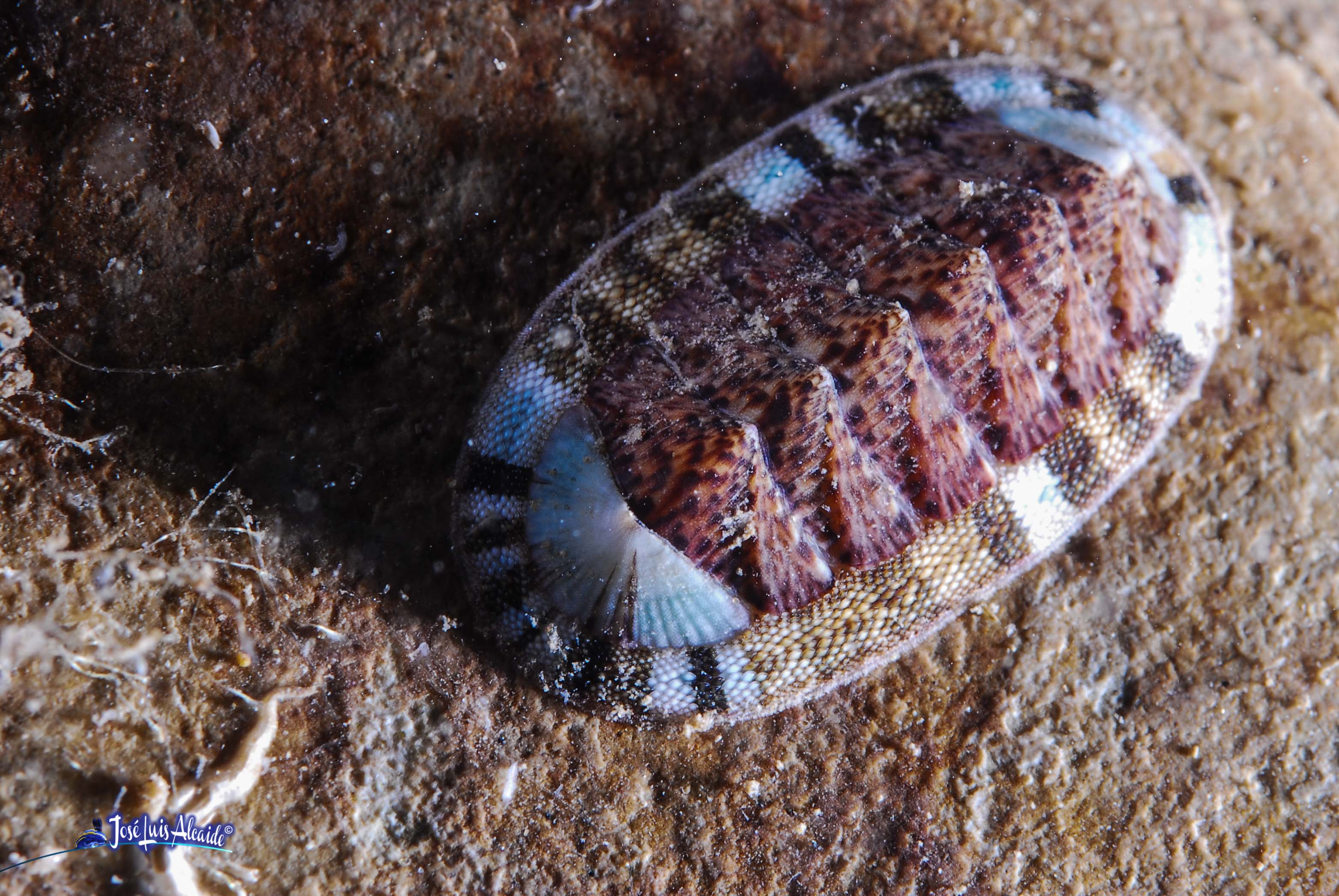 Chiton olivaceus chitón quitón