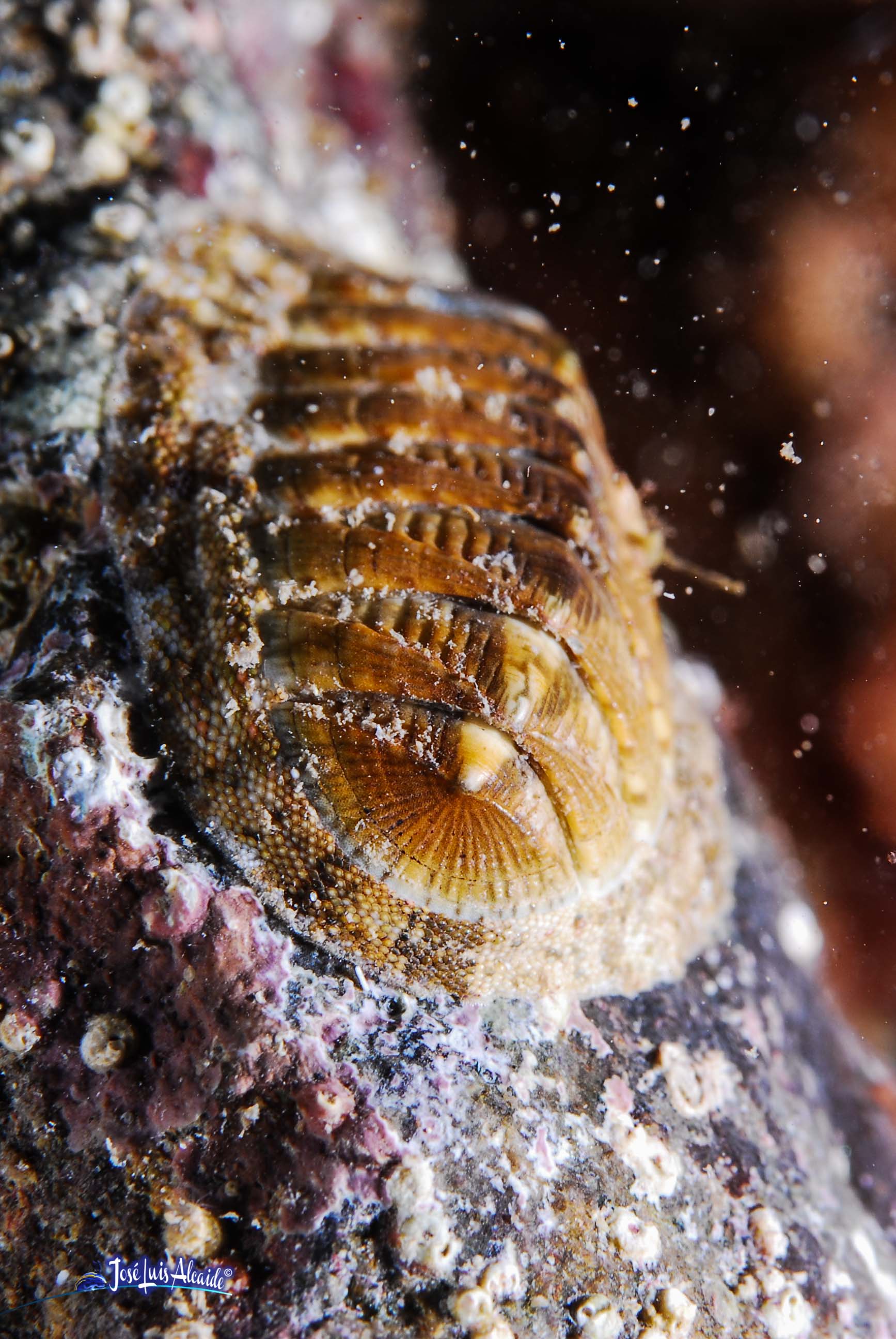 Chiton olivaceus chitón quitón