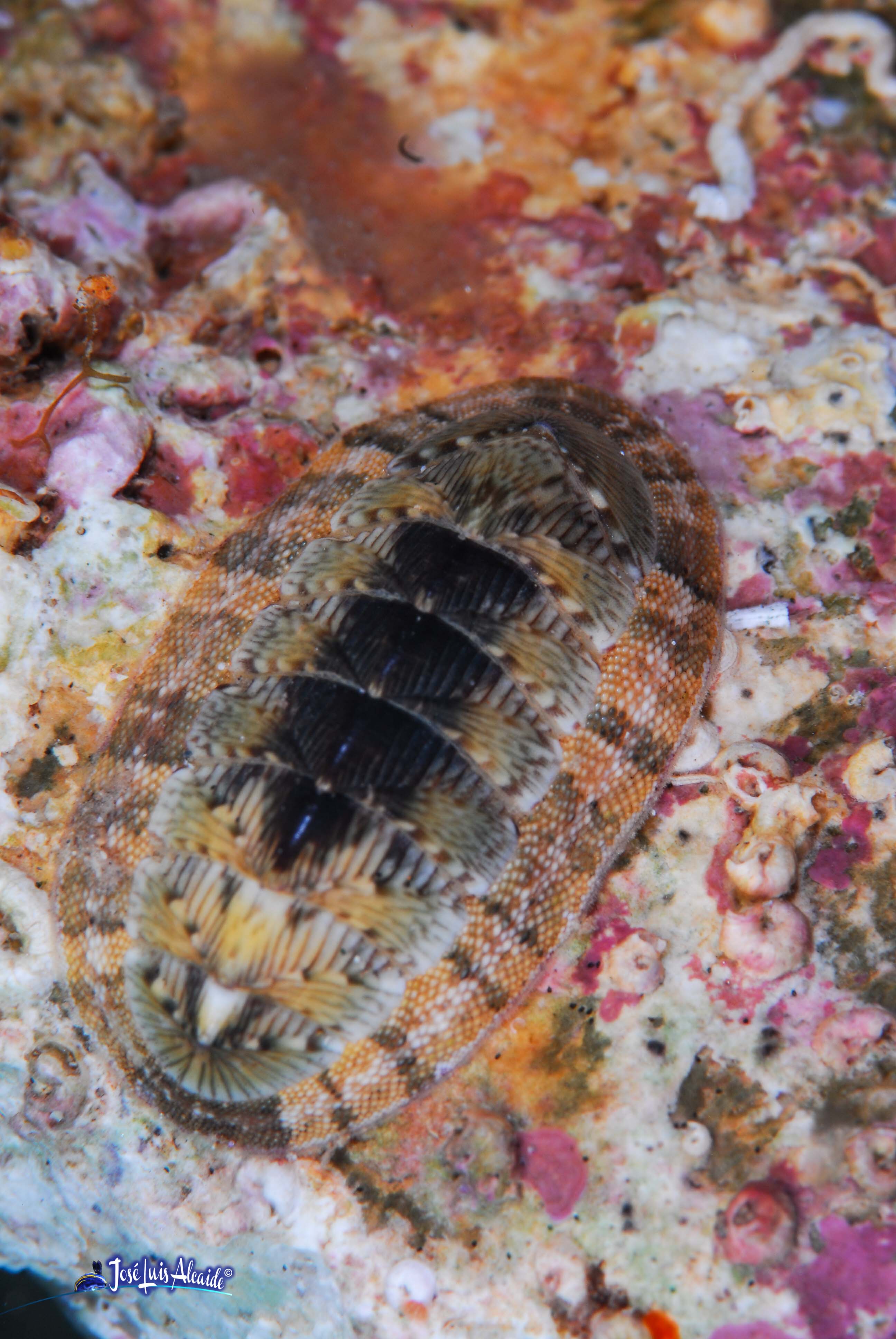 Chiton olivaceus chitón quitón