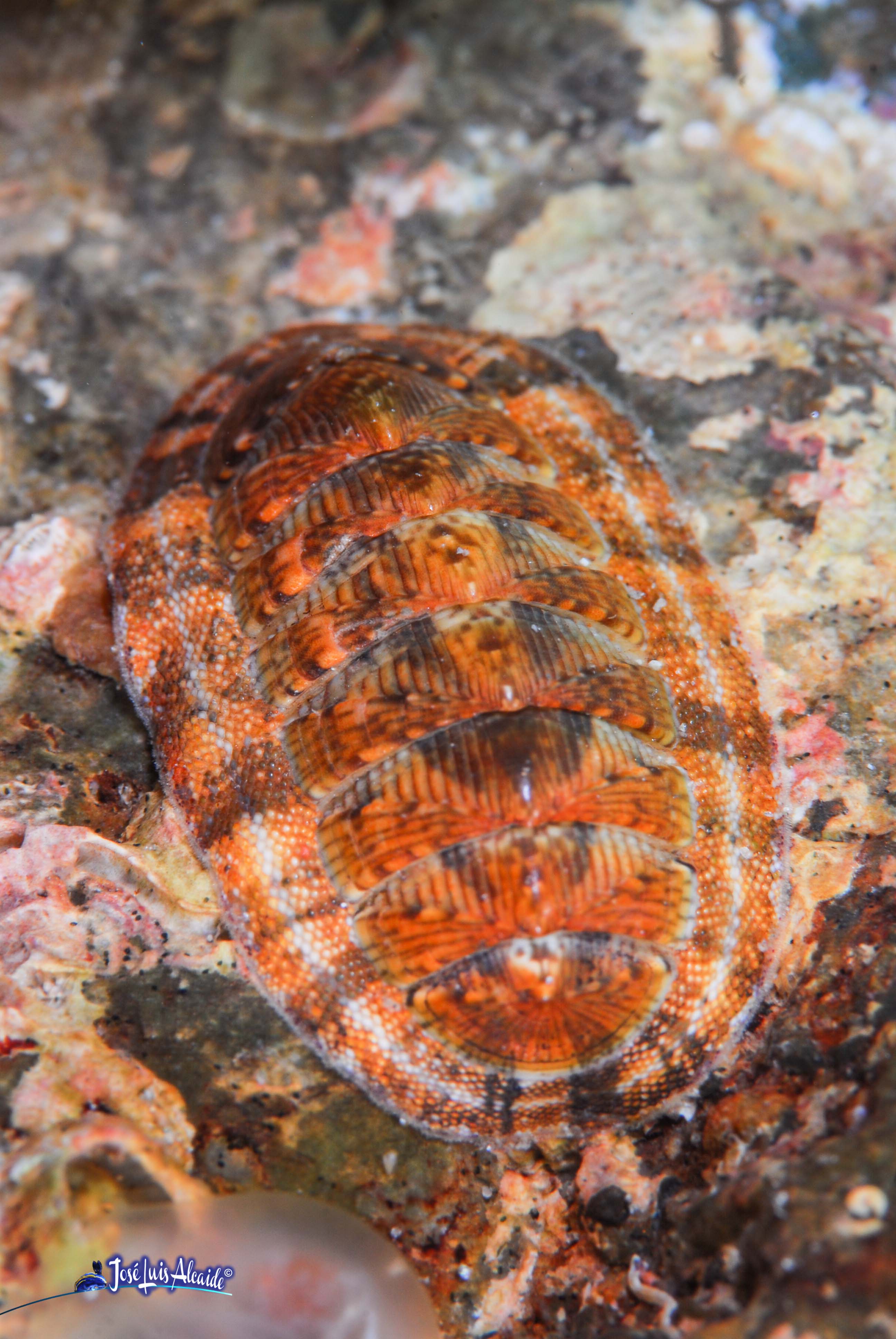 Chiton olivaceus chitón quitón