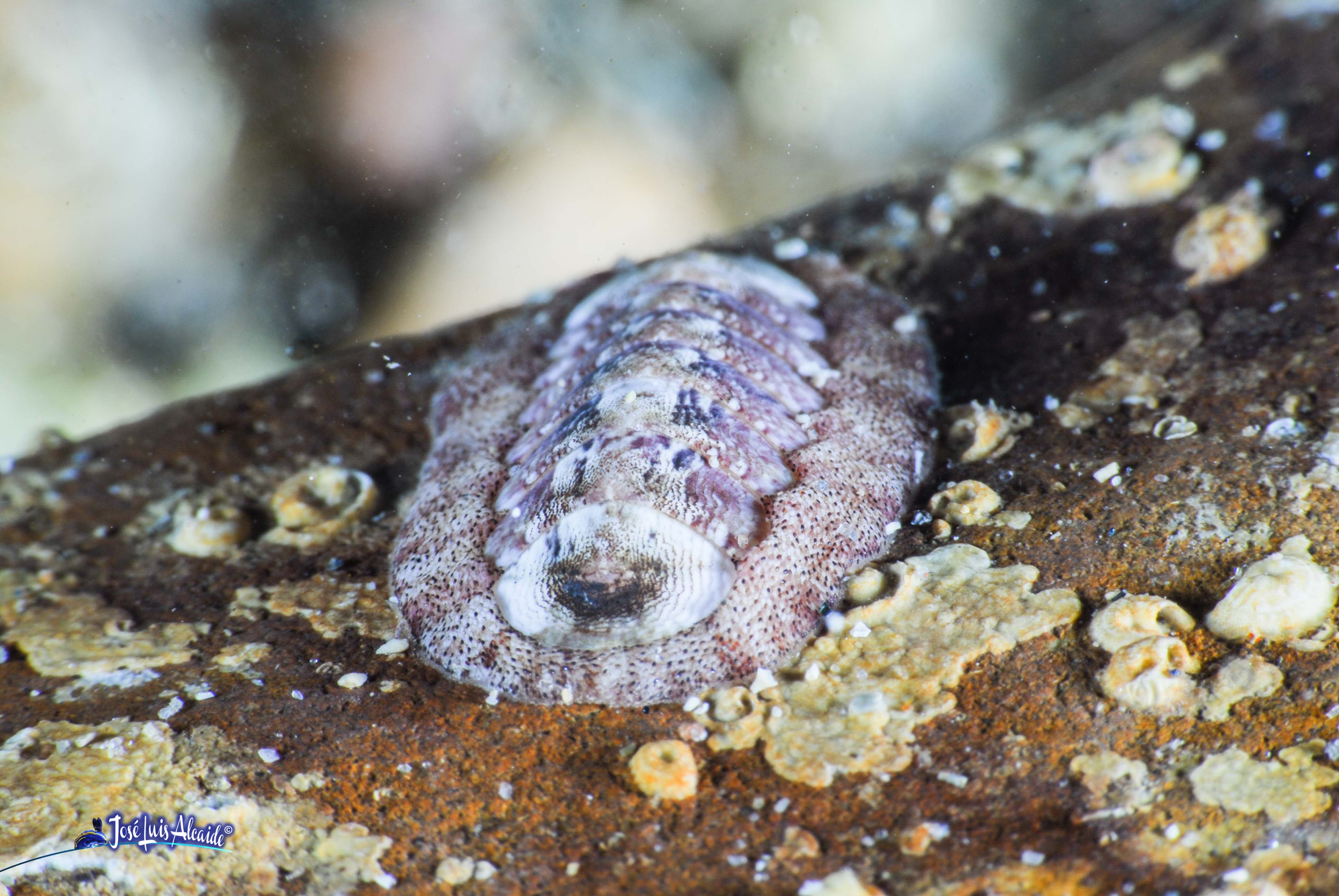 Chiton olivaceus chitón quitón
