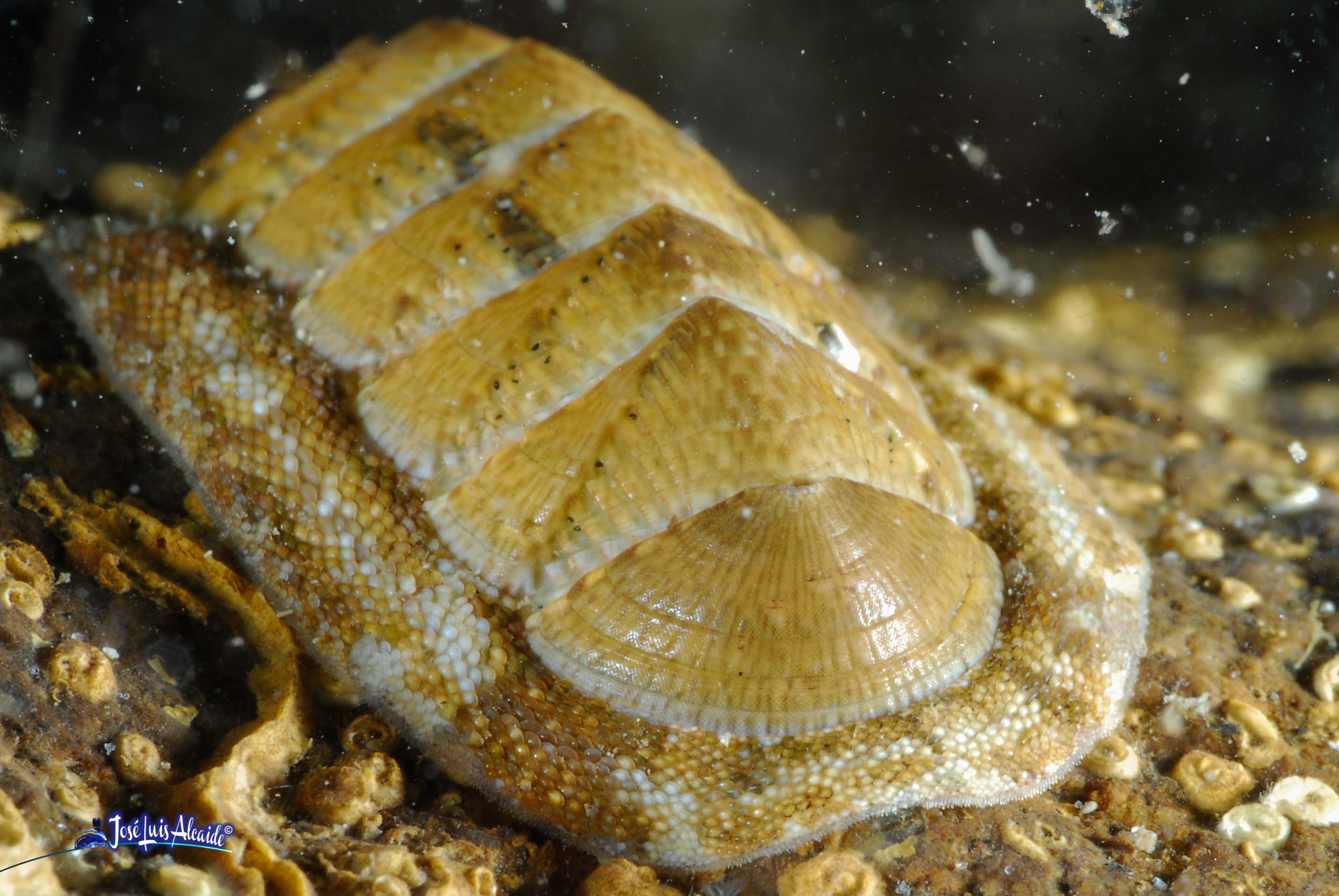 Chiton olivaceus chitón quitón