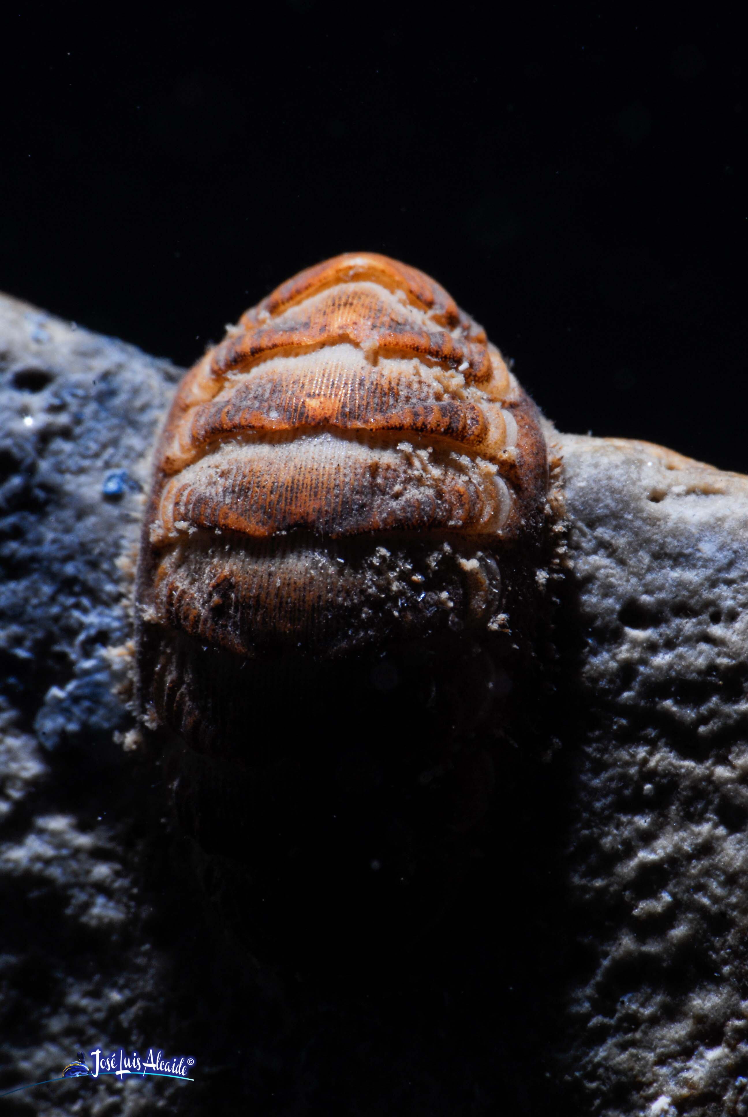 Chiton olivaceus chitón quitón
