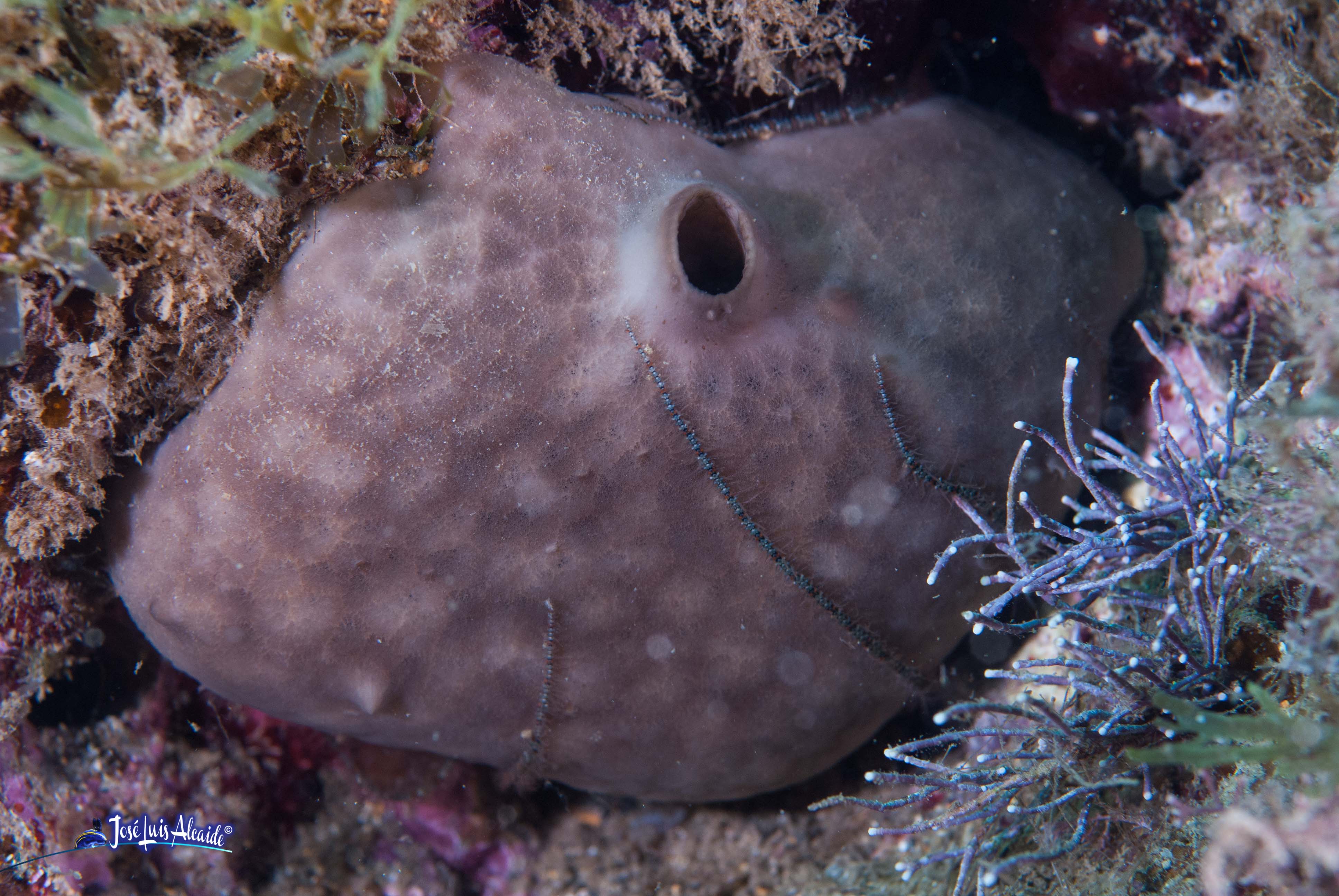 Chondrosia reniformis esponja riñón