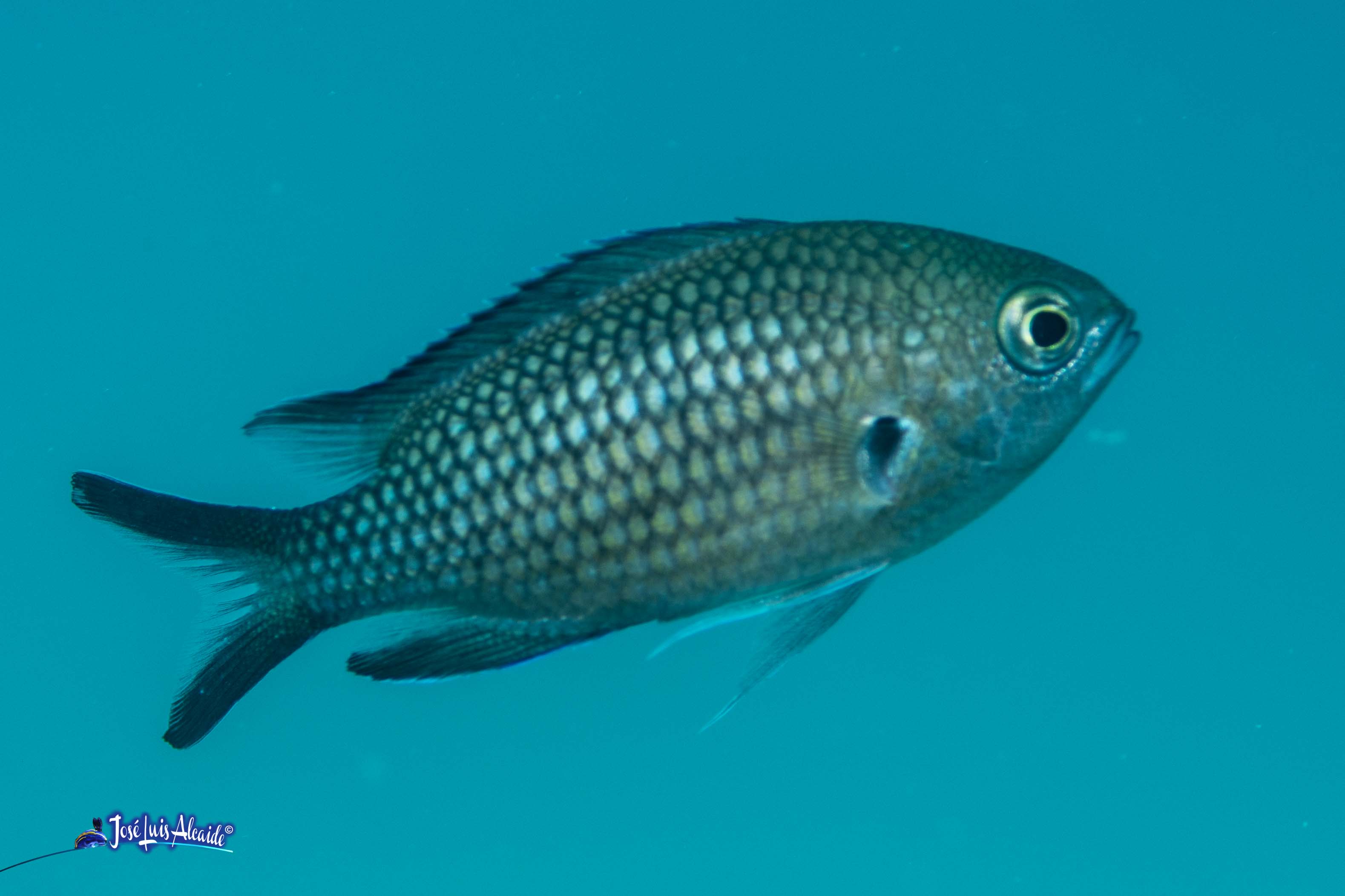 Chromis chromis castañuela