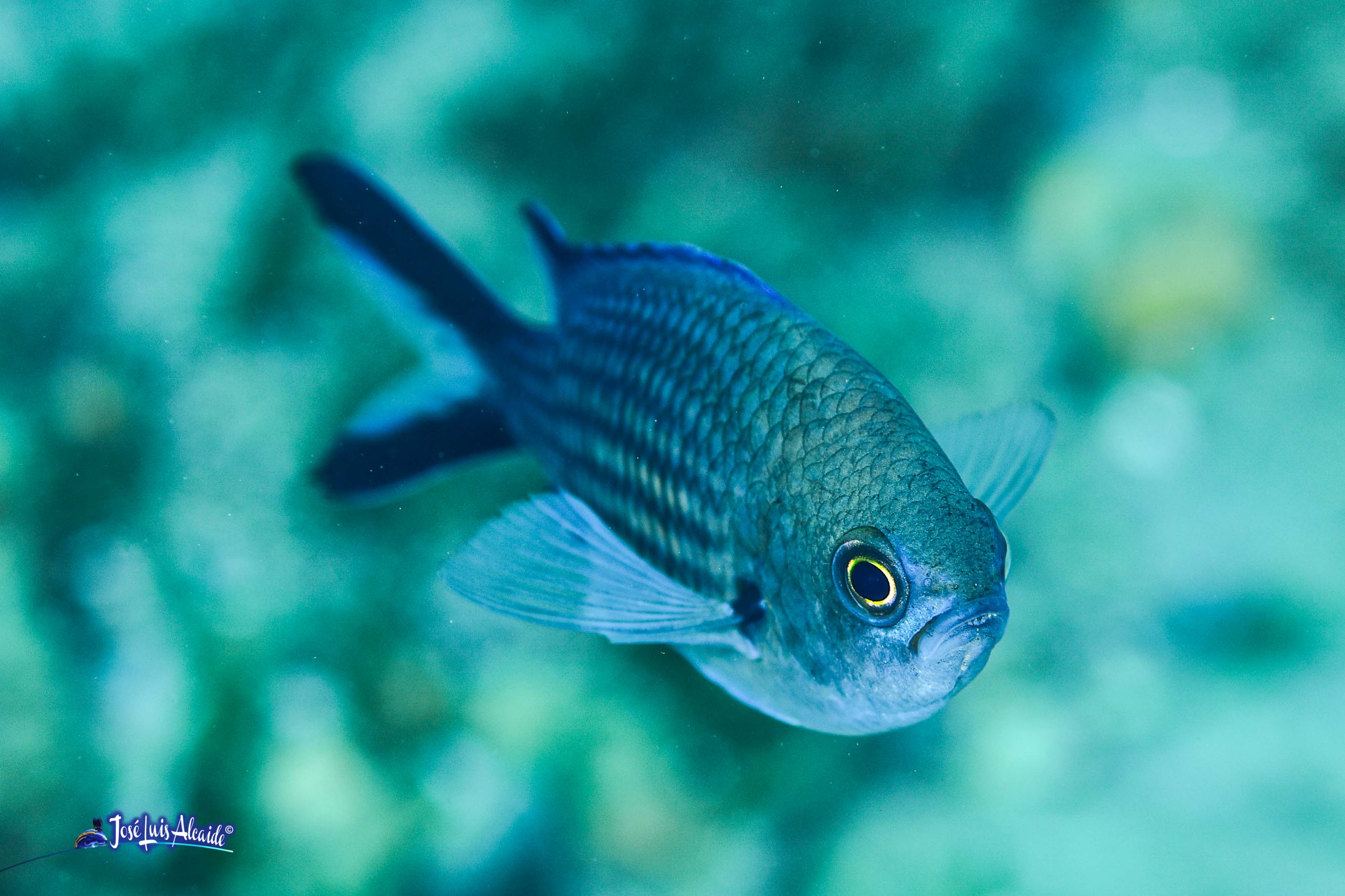 Chromis chromis castañuela