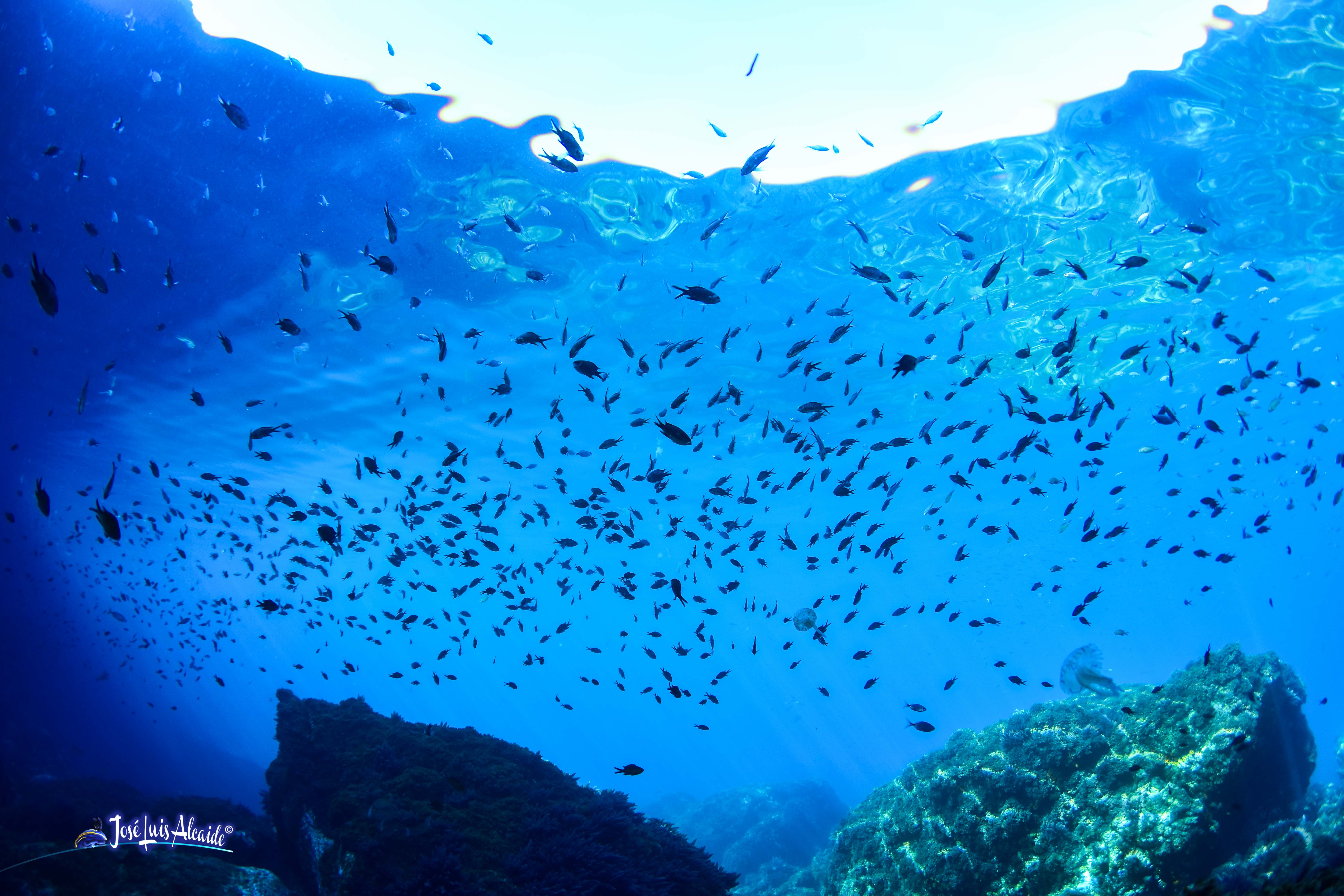 Chromis chromis castañuela