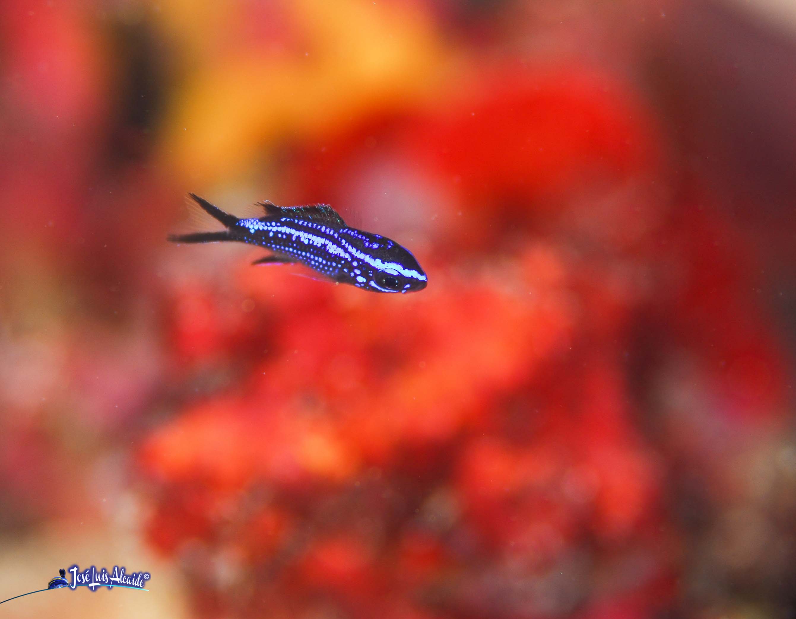Chromis chromis castañuela