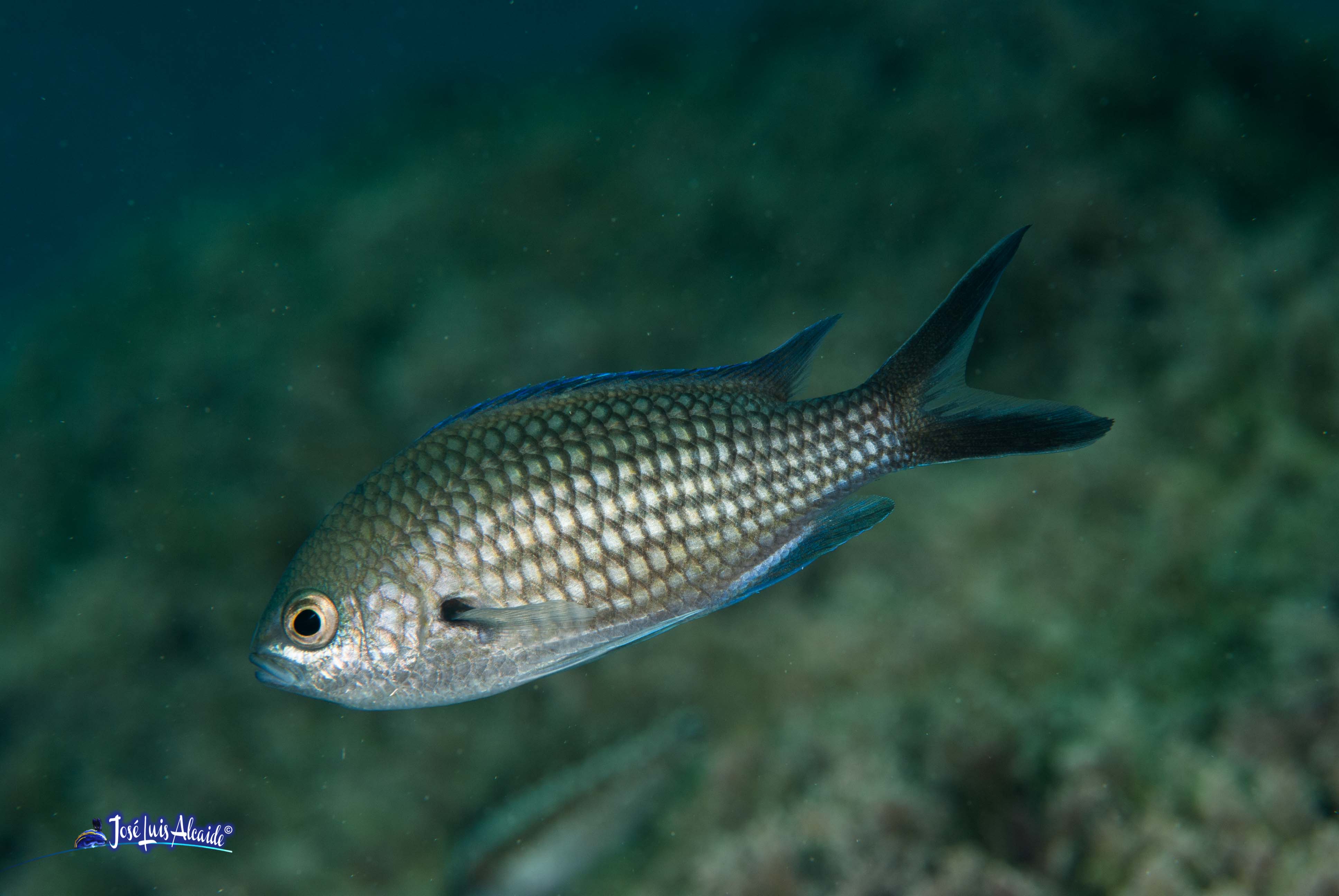 Chromis chromis castañuela