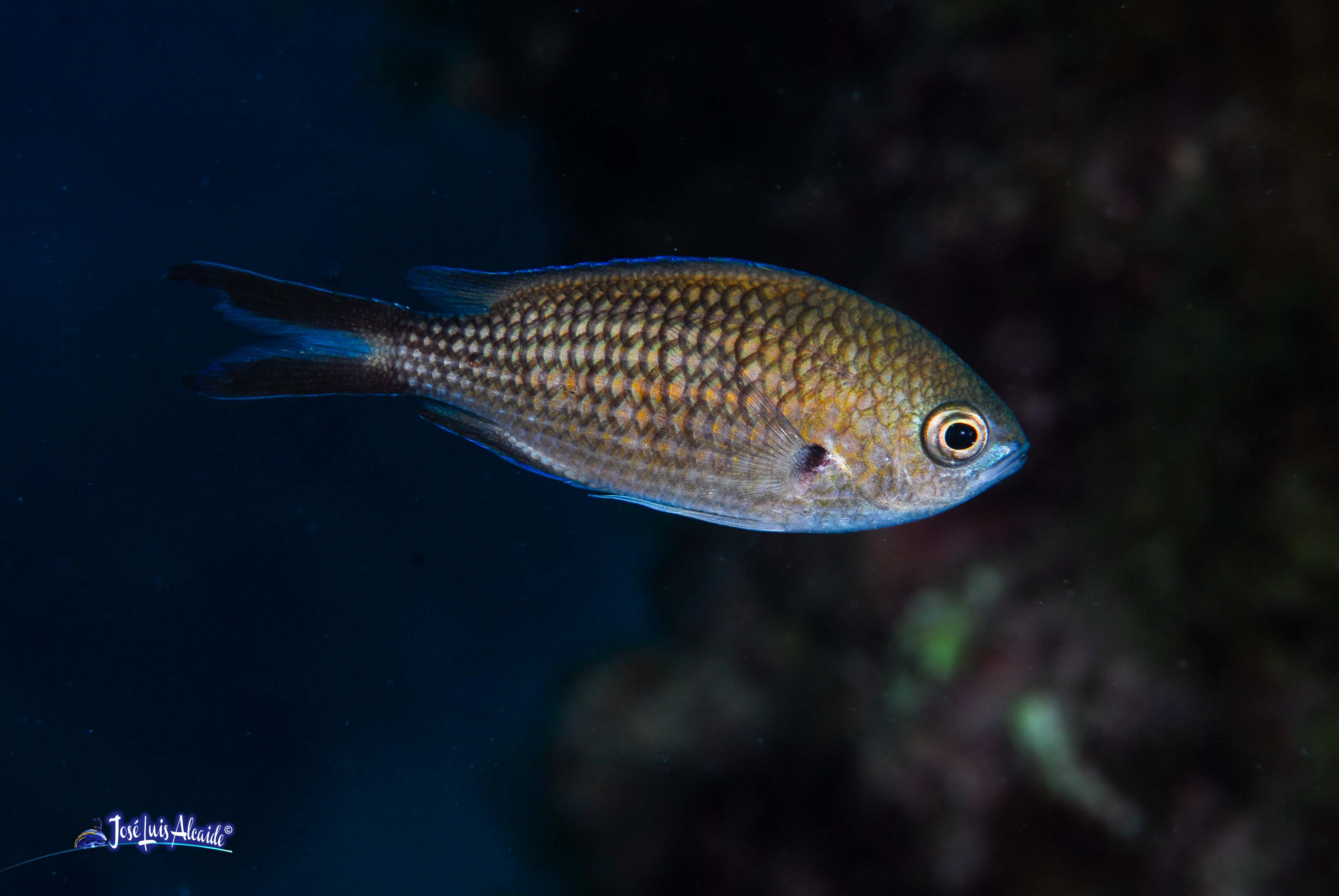 Chromis chromis castañuela