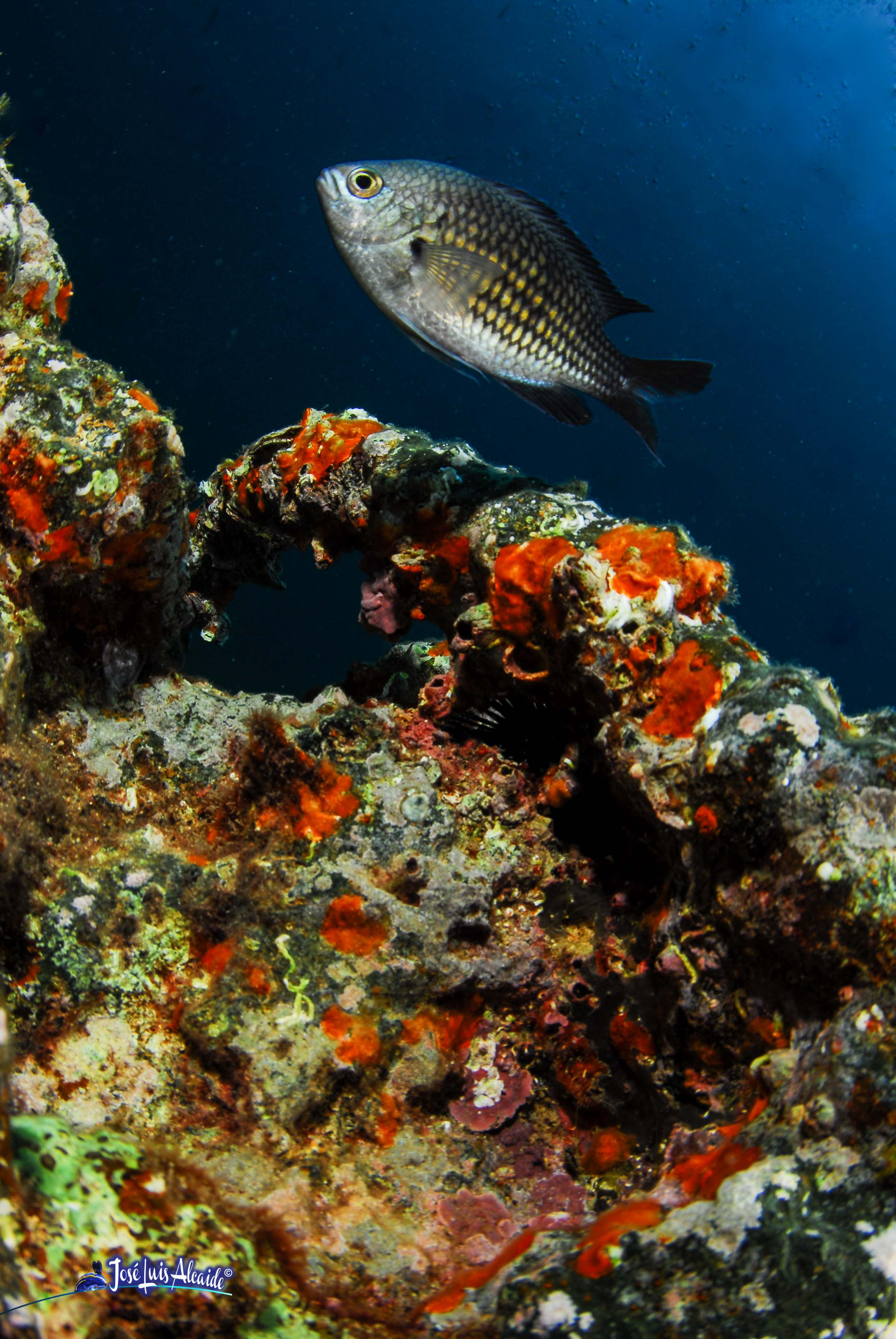 Chromis chromis castañuela