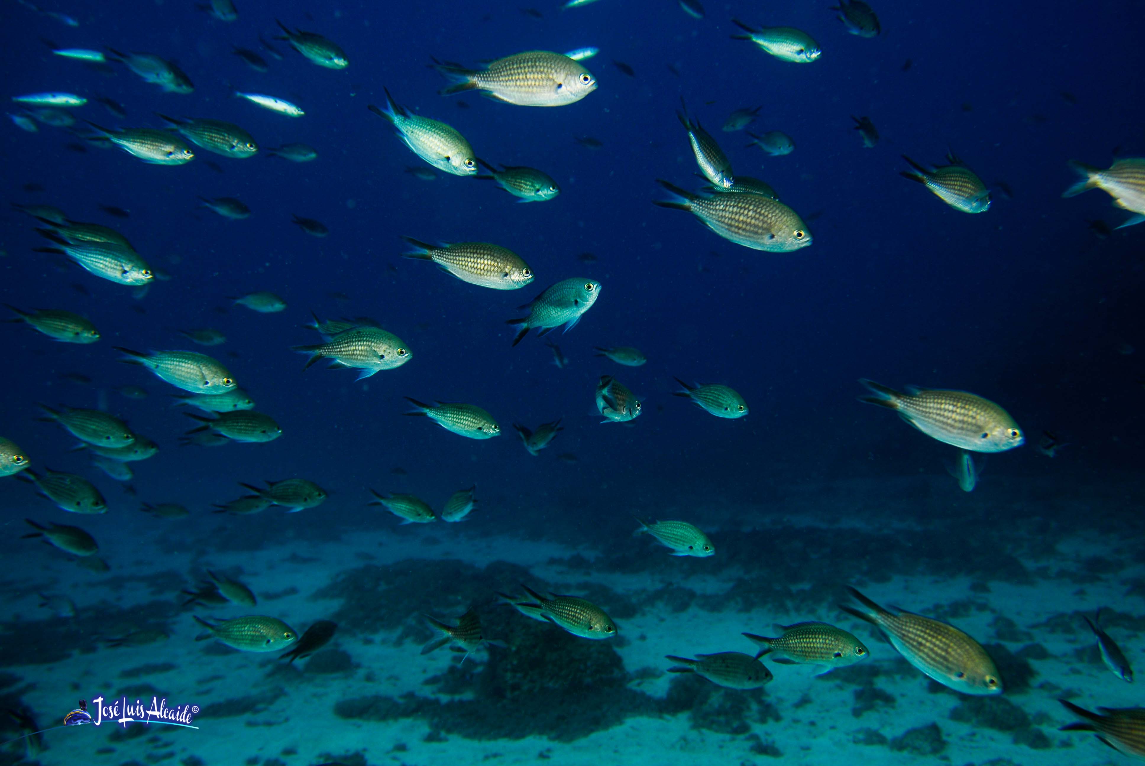 Chromis chromis castañuela