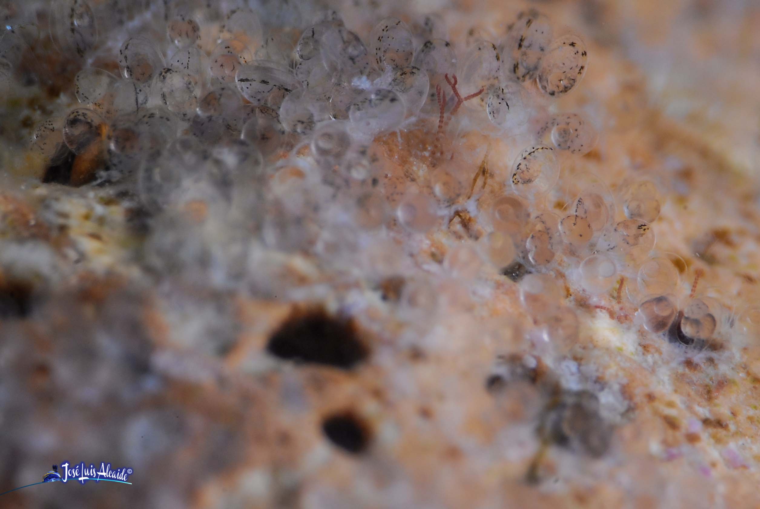 Chromis chromis castañuela