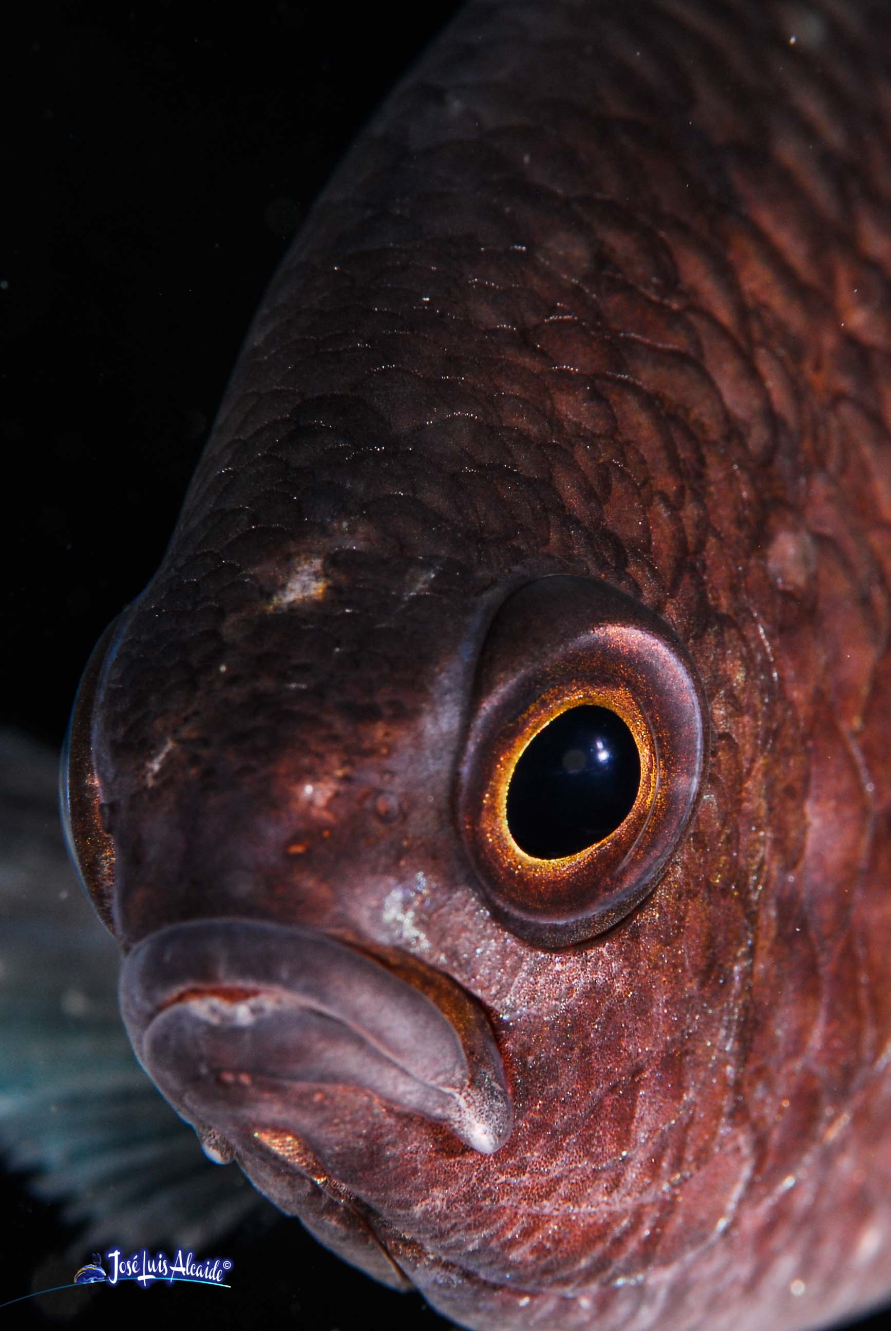 Chromis chromis castañuela