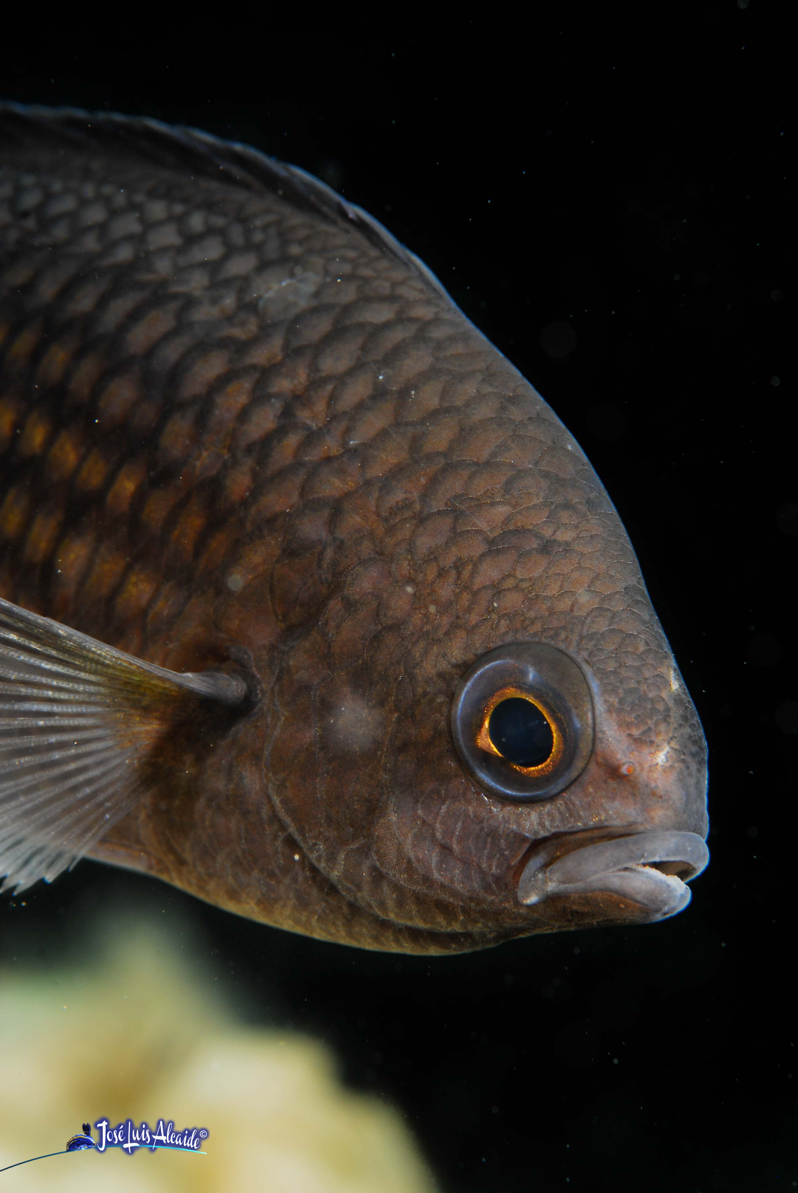 Chromis chromis castañuela