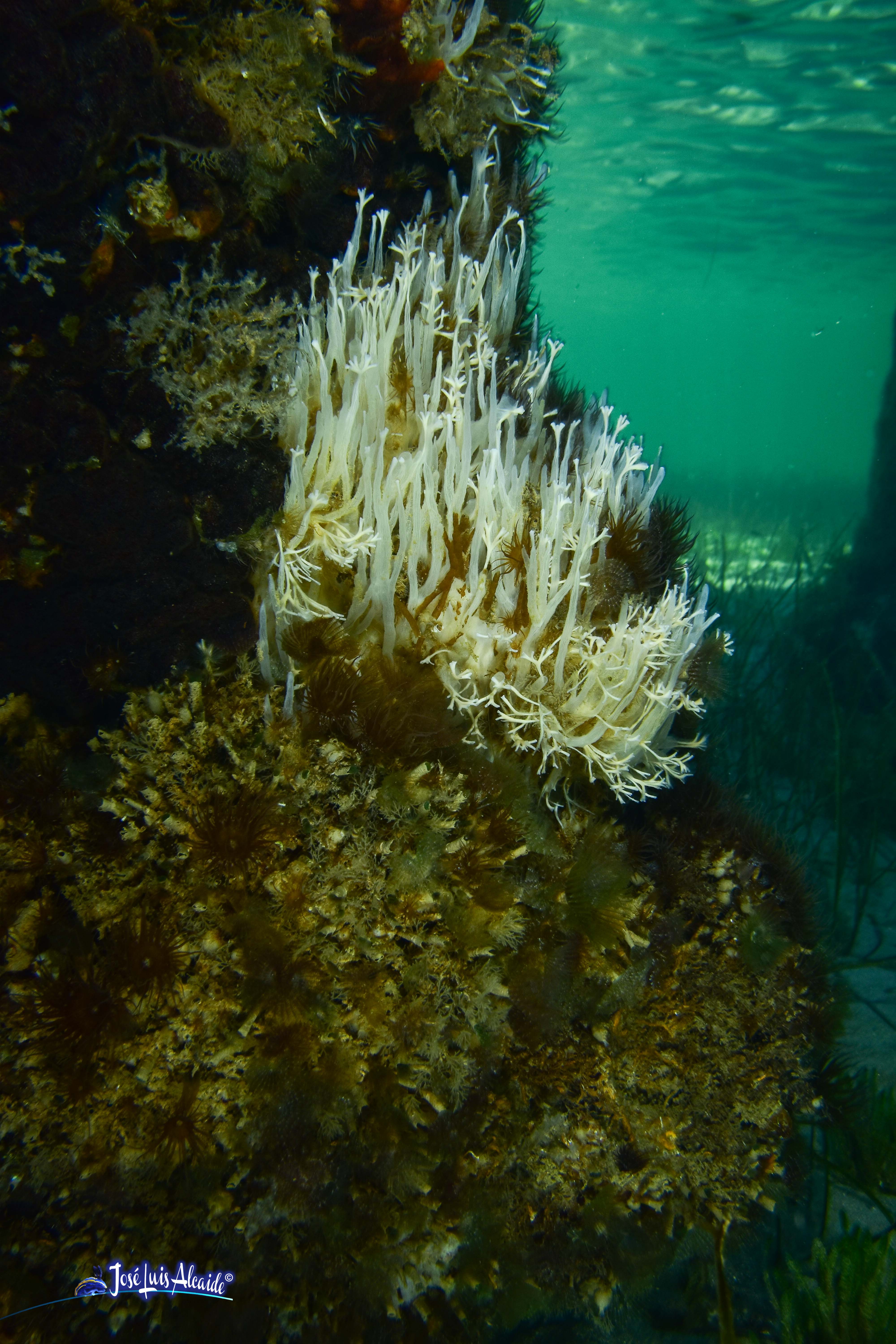 Ciocalypta penicillus