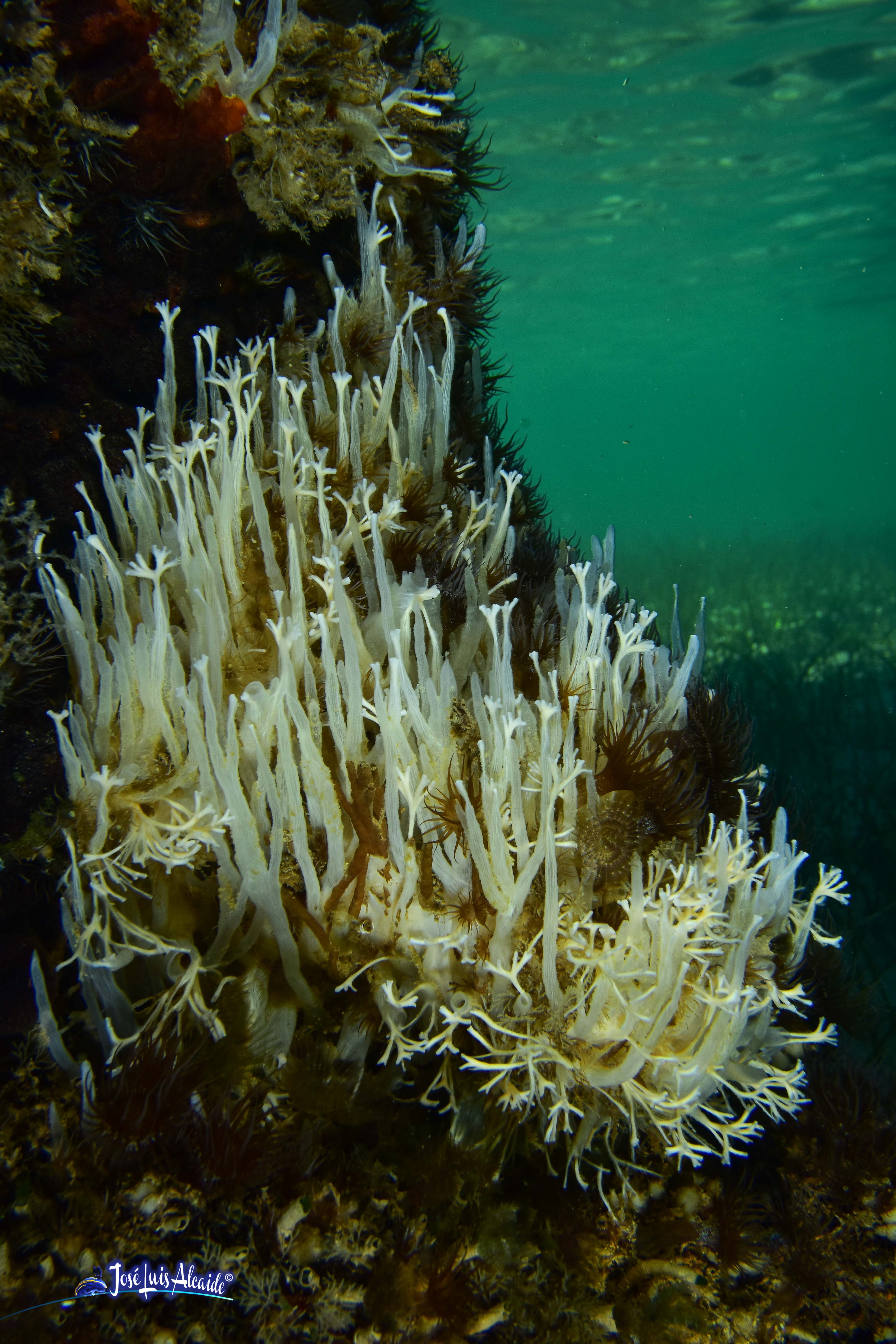 Ciocalypta penicillus