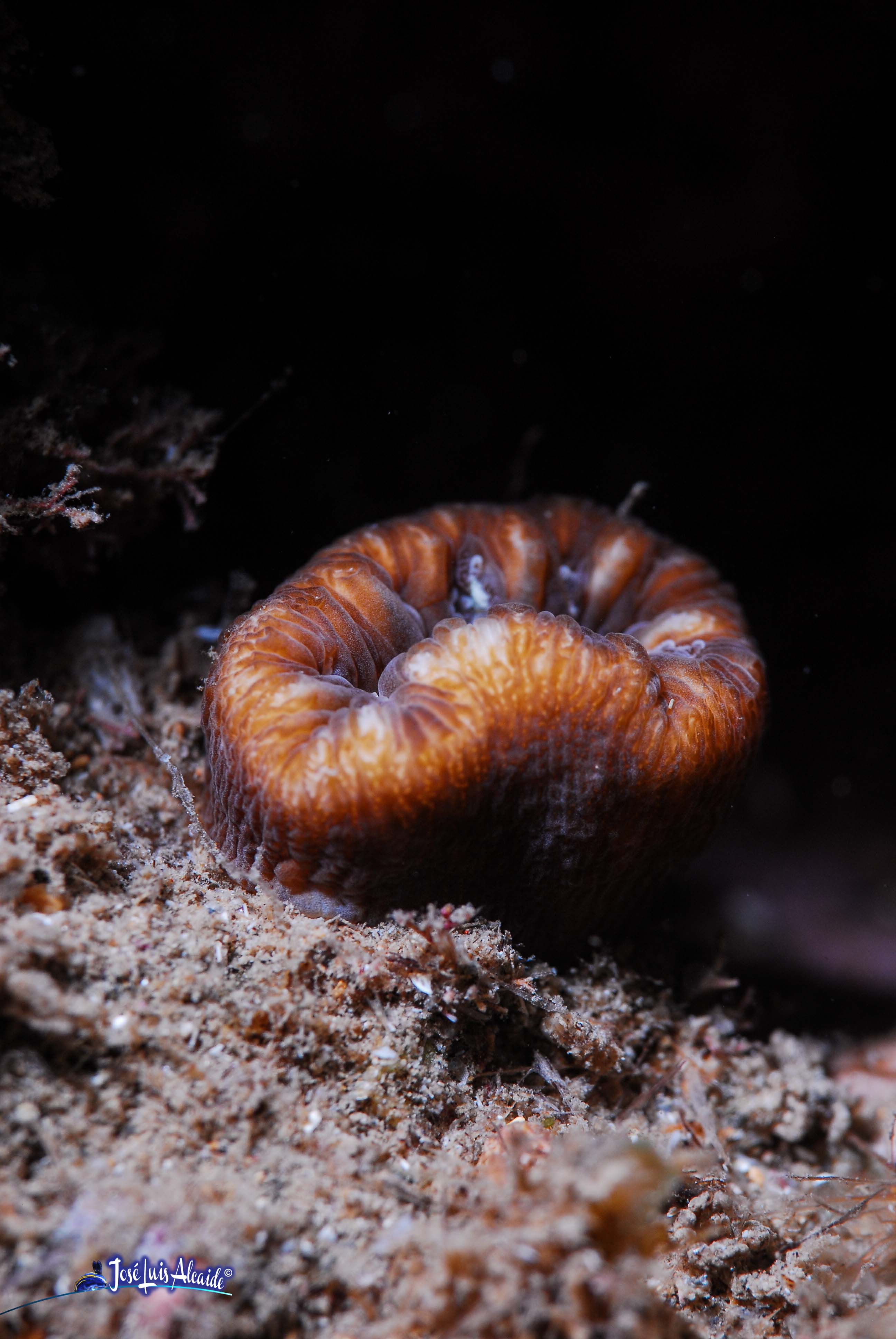Cladocora caespitosa Madrepora mediterránea