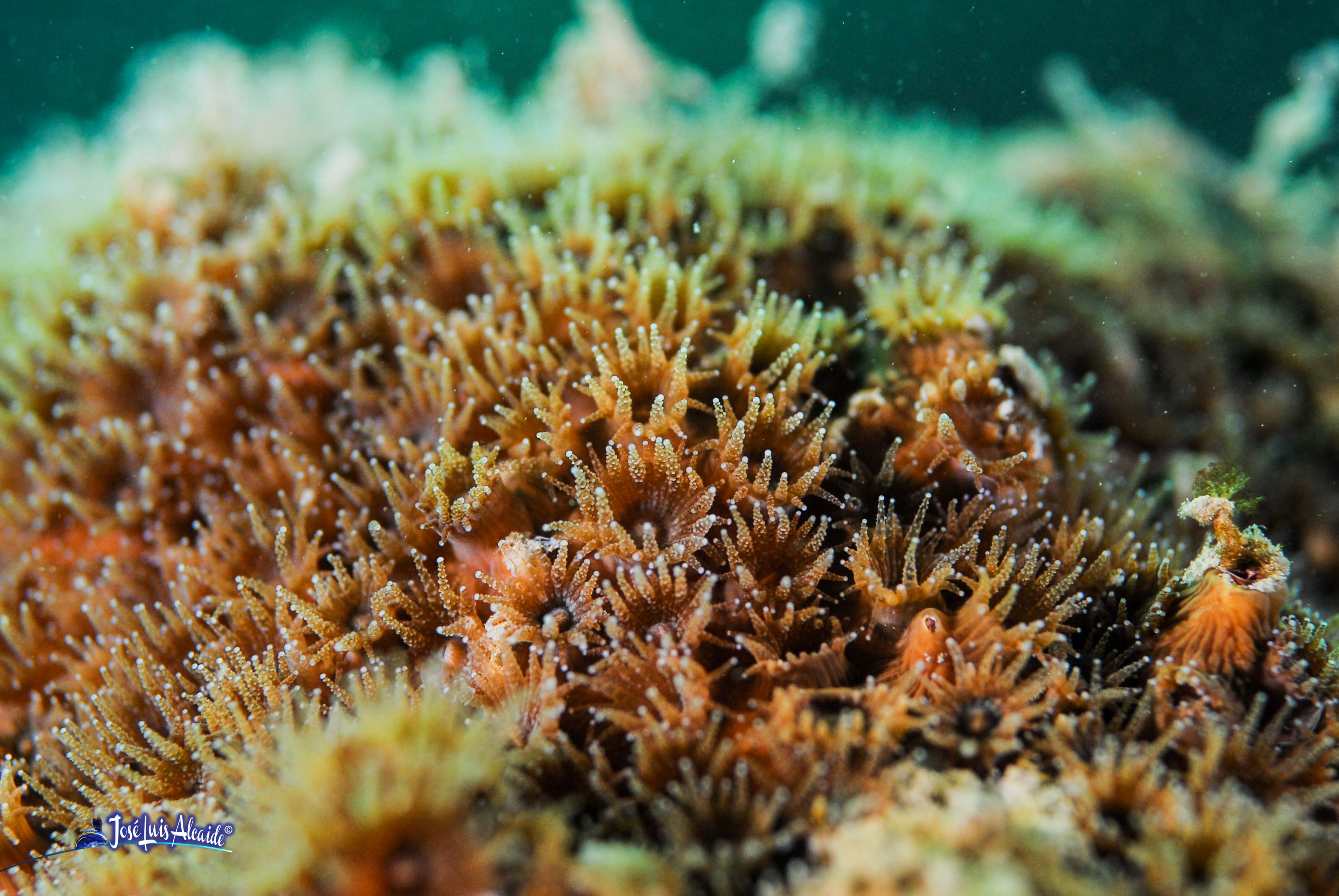 Cladocora caespitosa Madrepora mediterránea