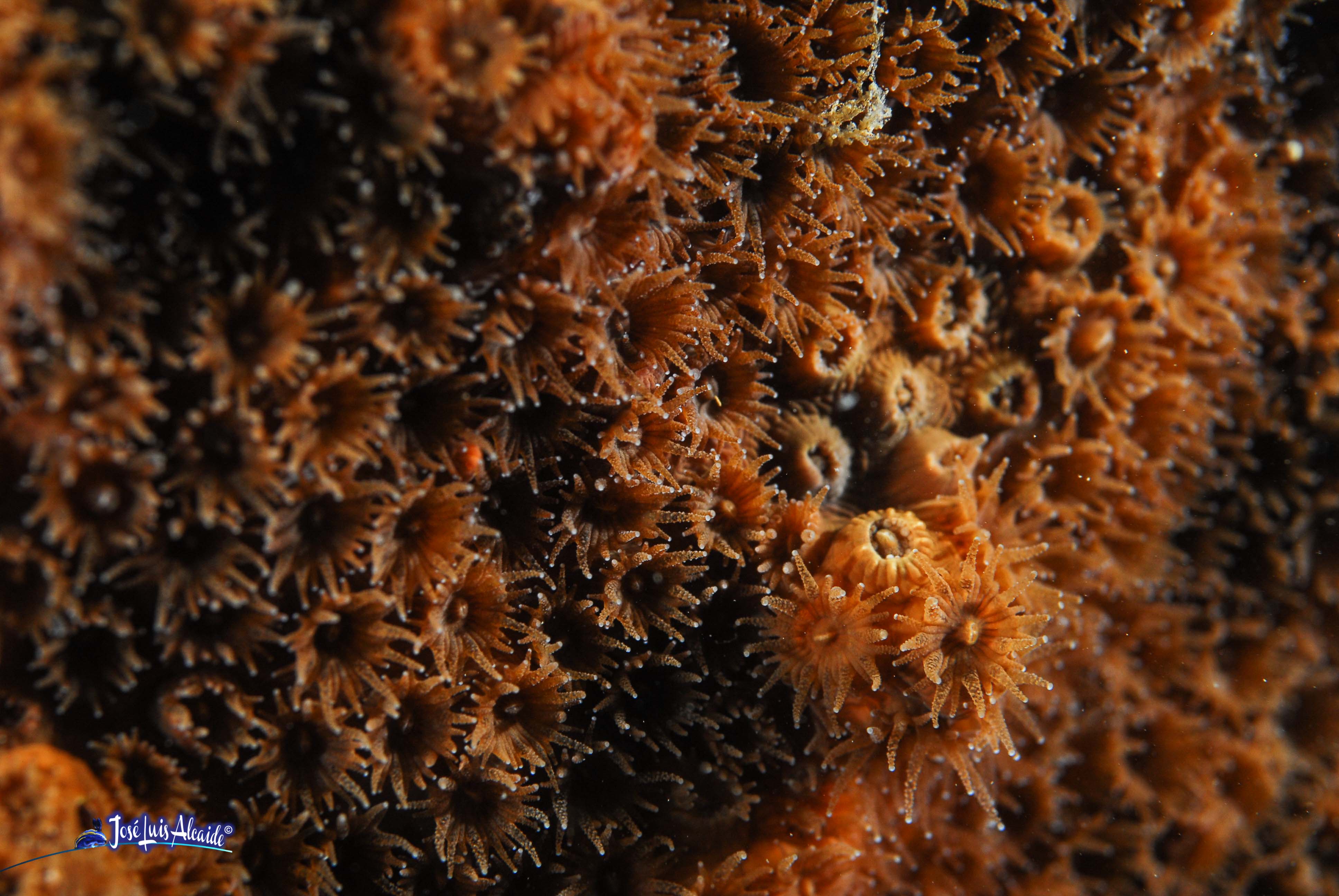 Cladocora caespitosa Madrepora mediterránea