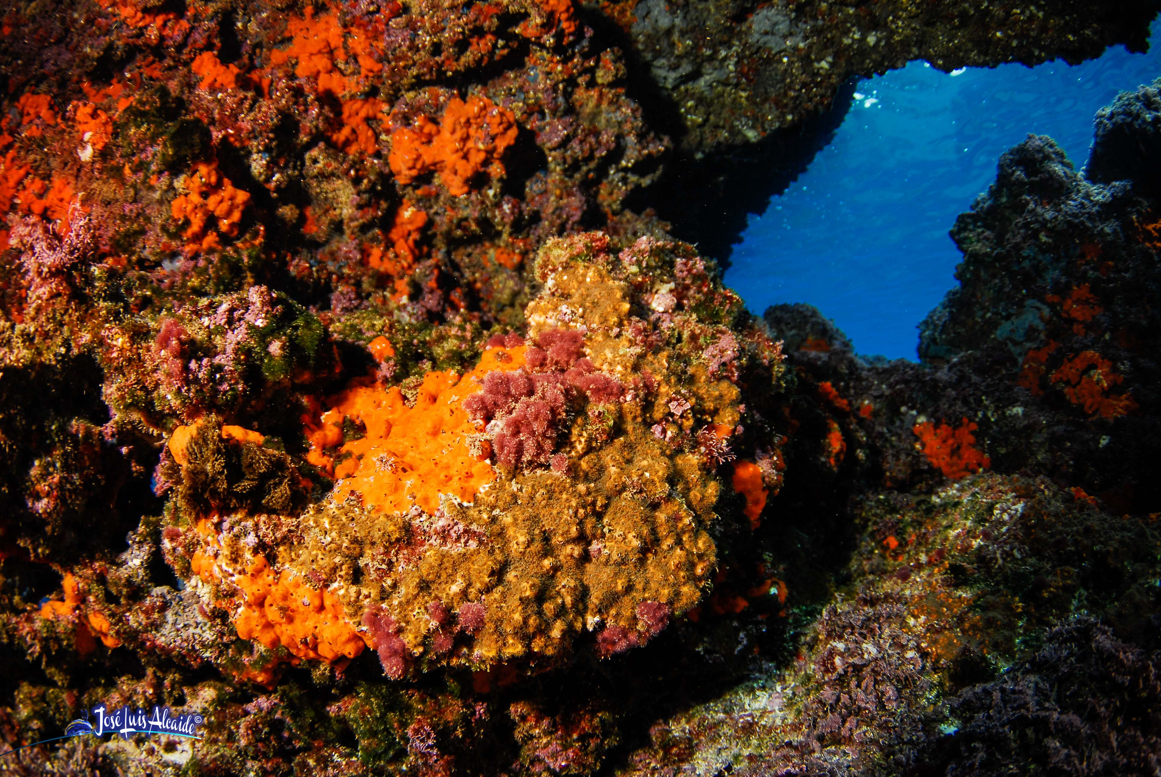 Cladocora caespitosa Madrepora mediterránea