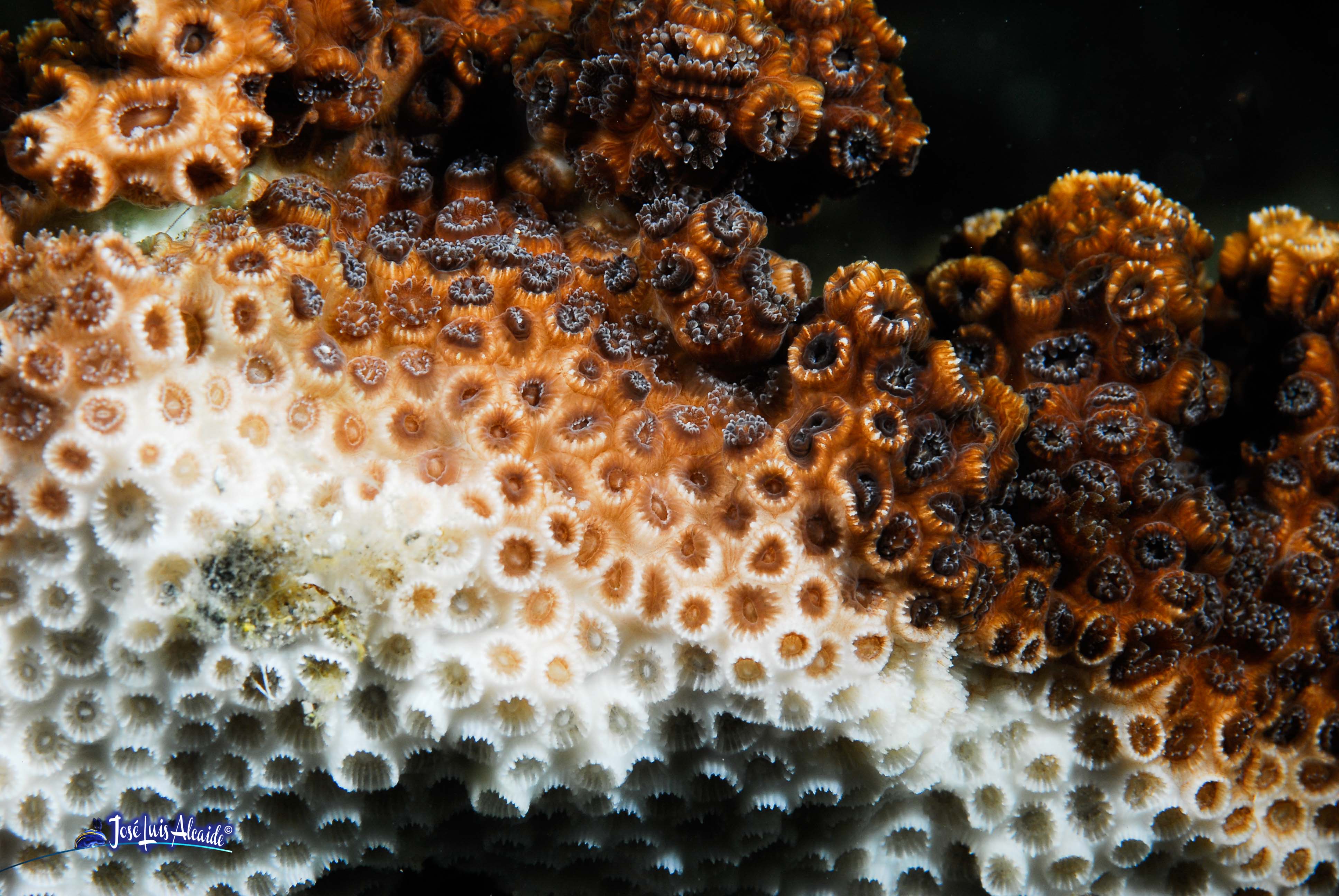 Cladocora caespitosa Madrepora mediterránea