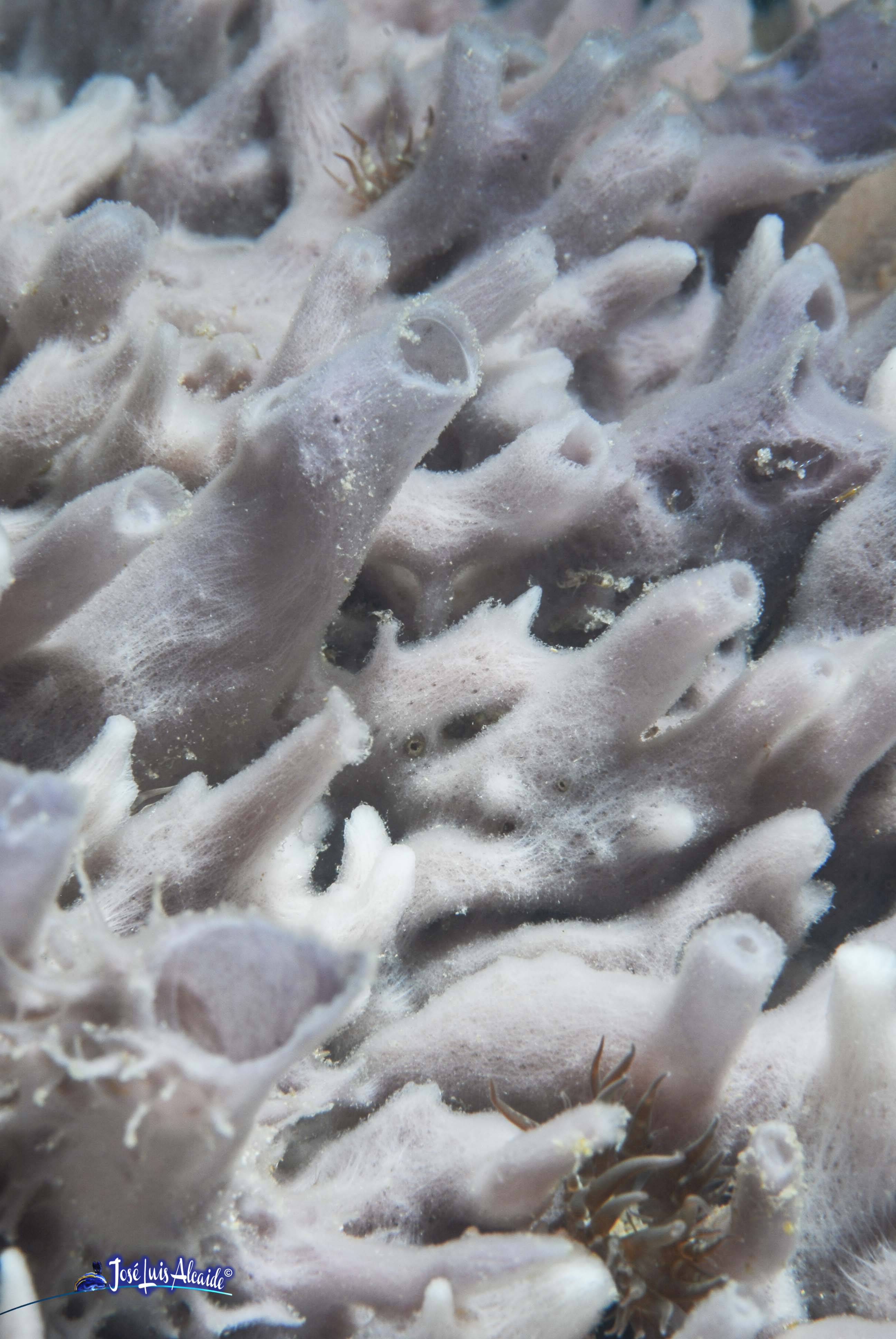 Clathrina coriacea esponja blanca