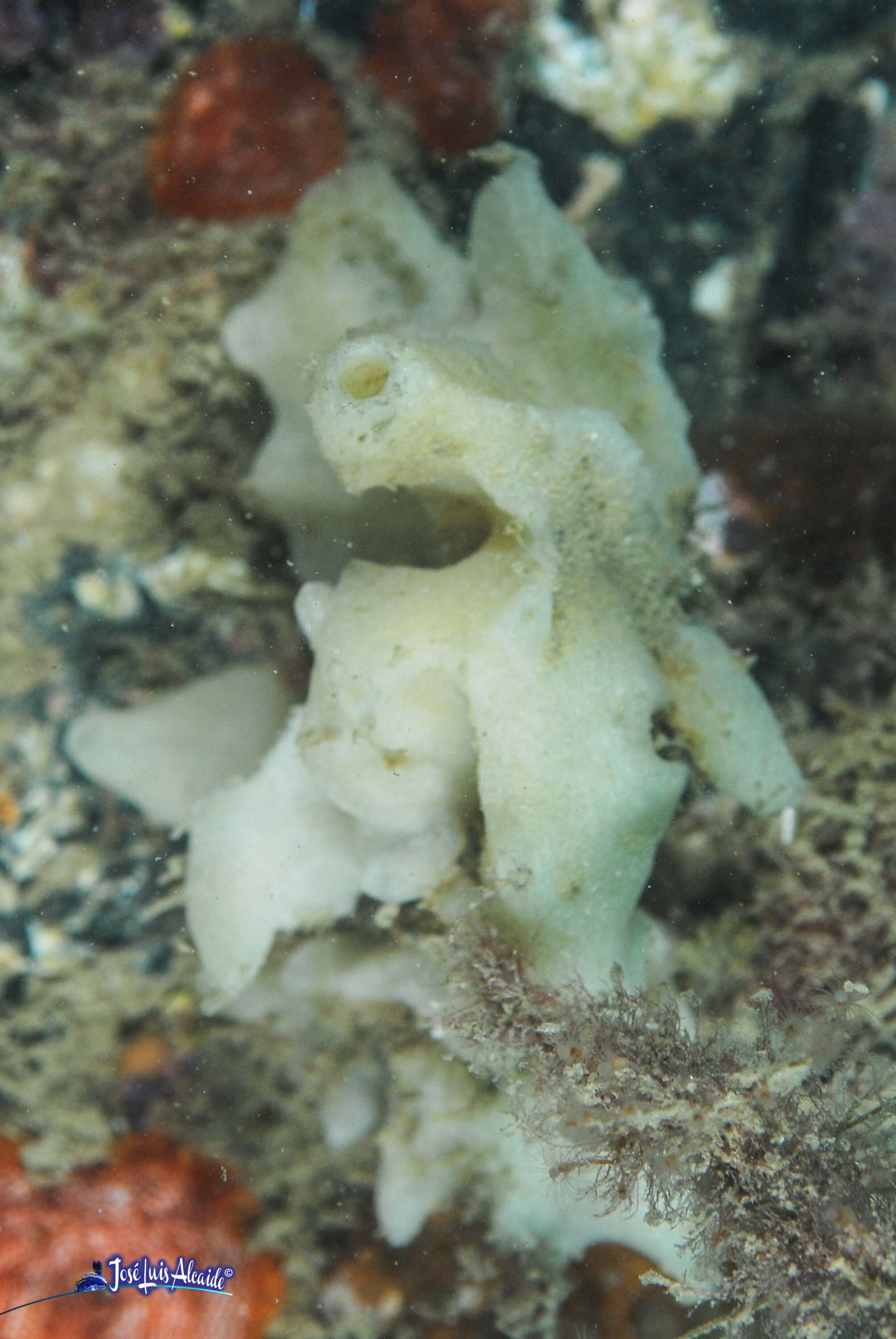 Clathrina coriacea esponja blanca