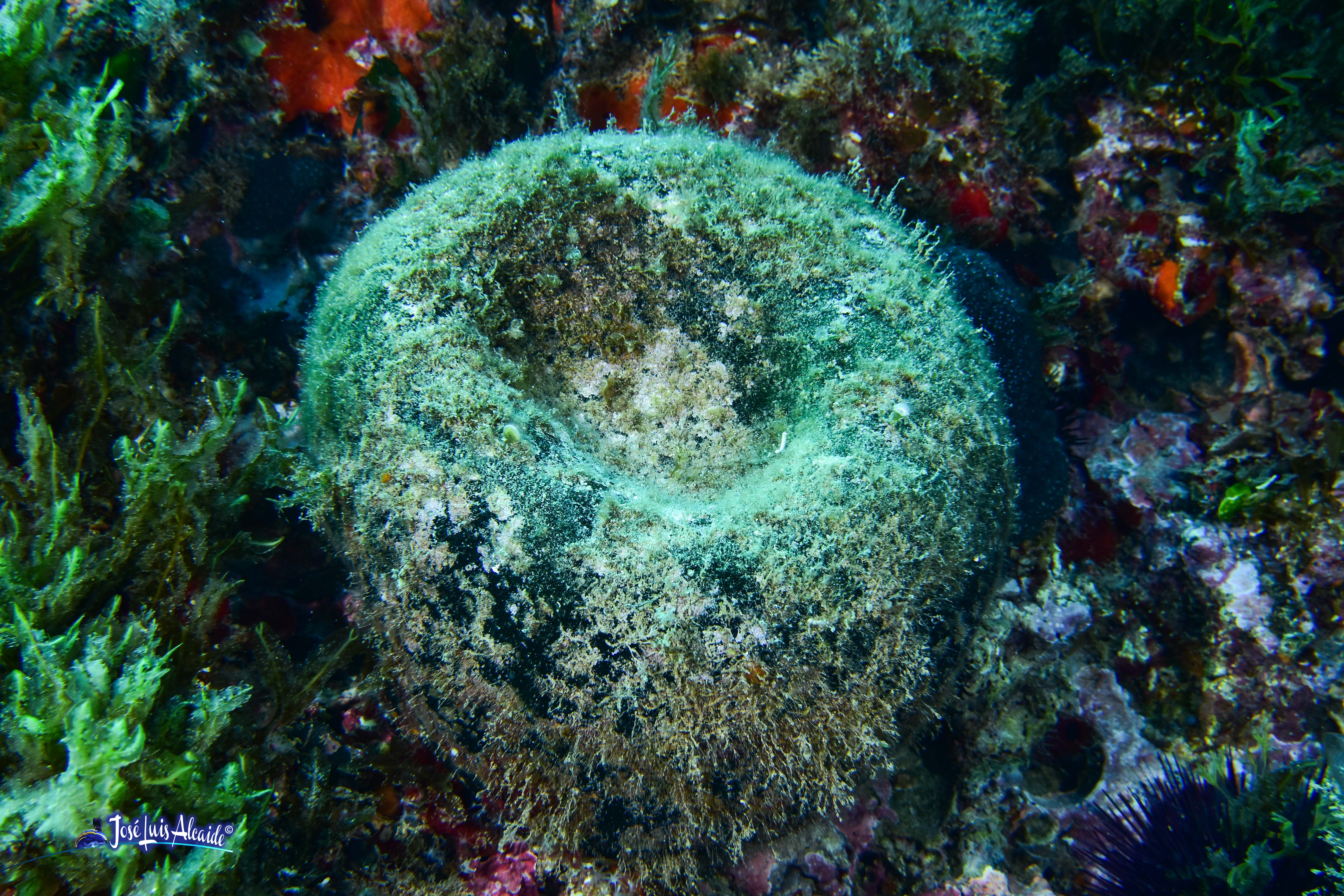 Codium bursa