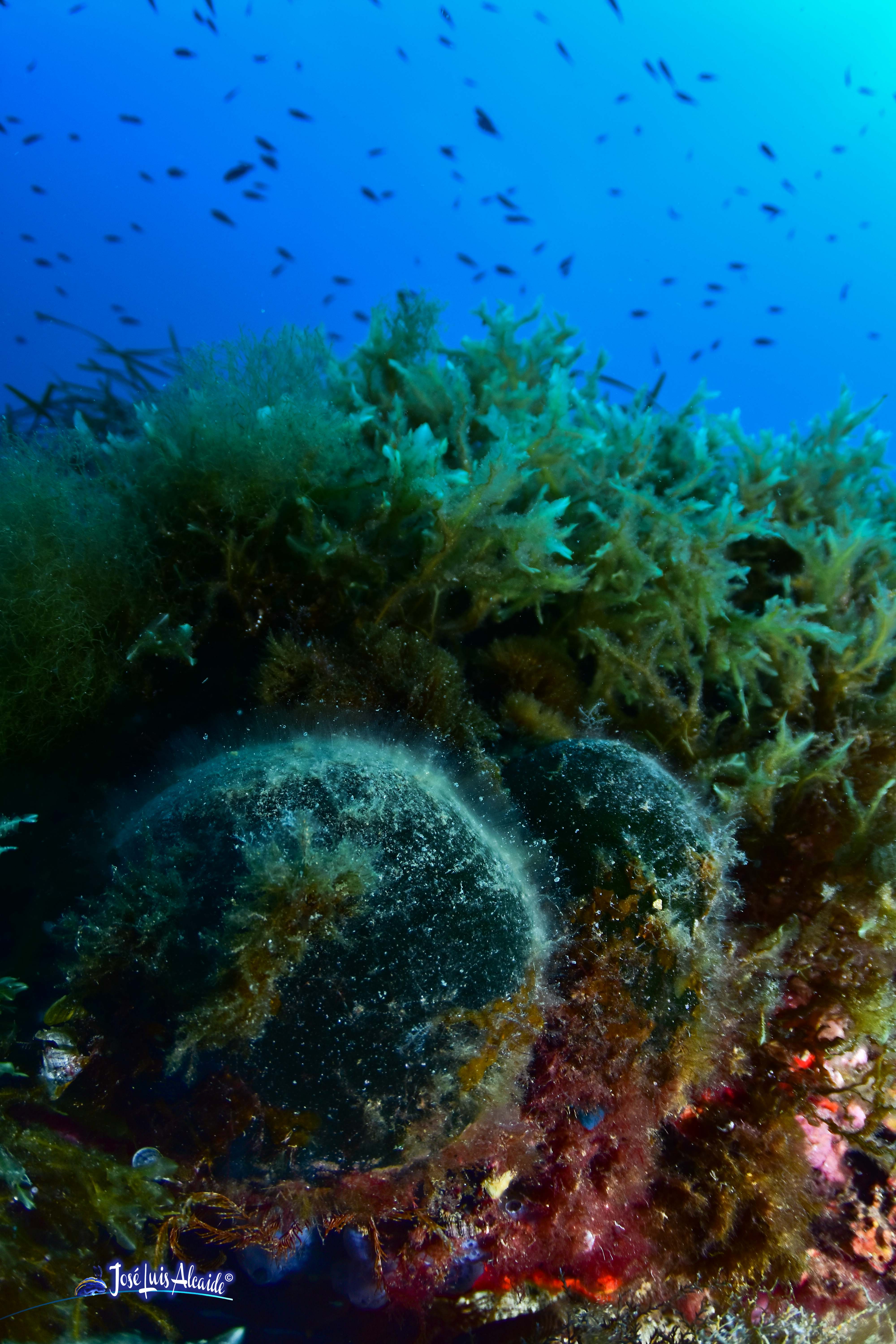 Codium bursa