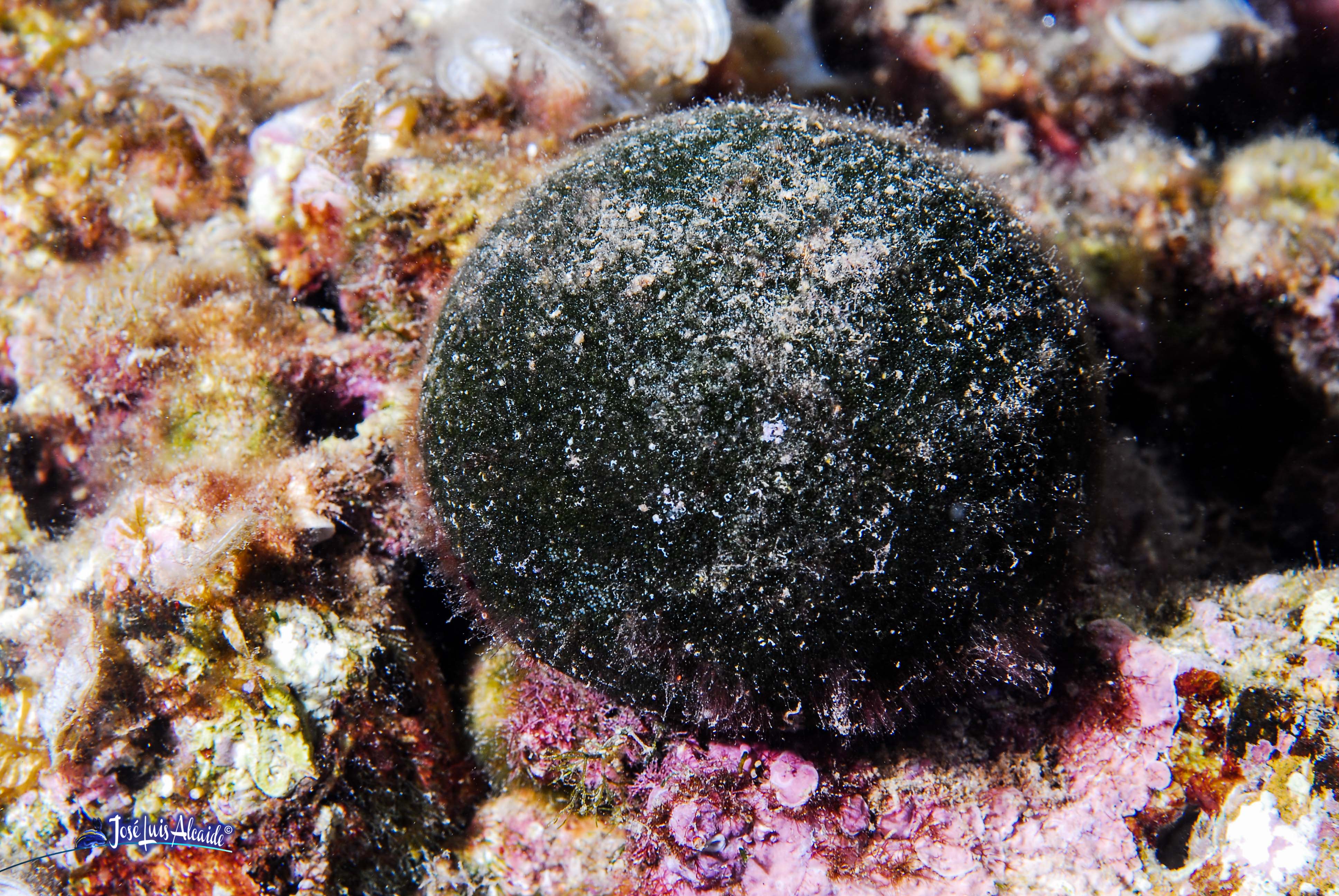 Codium bursa