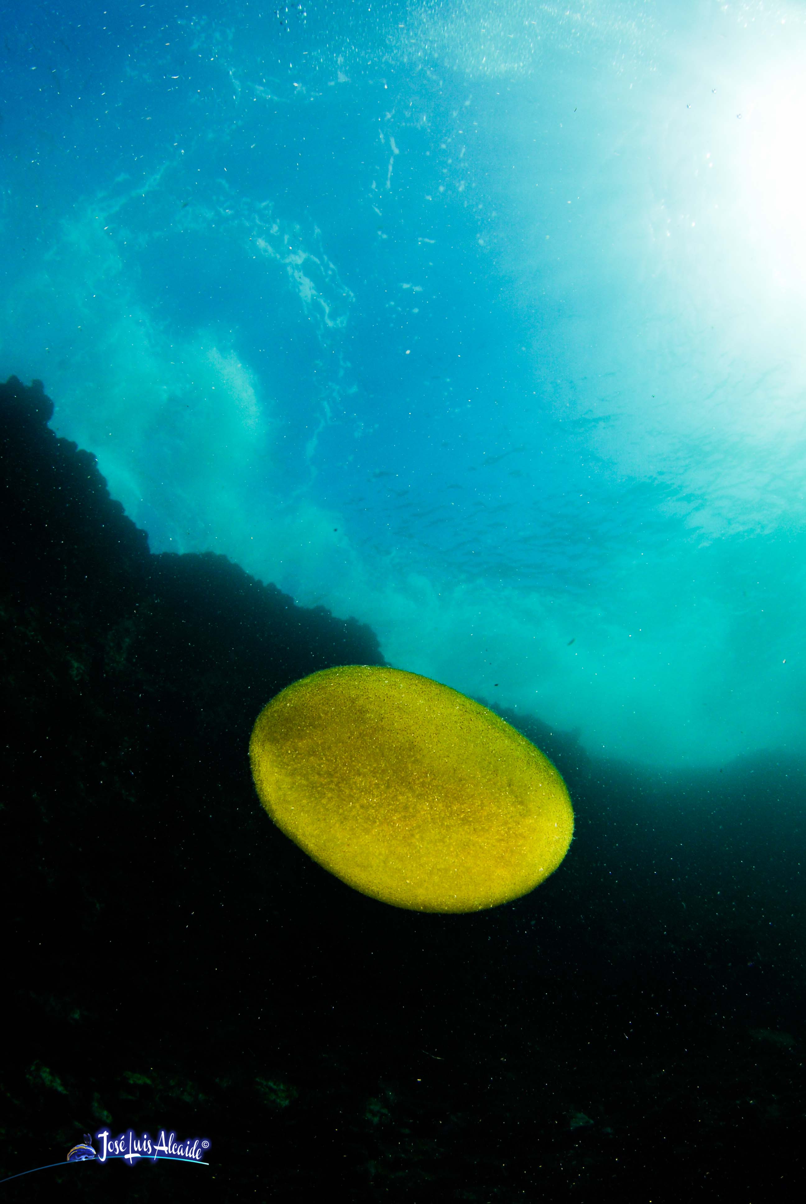 Codium bursa