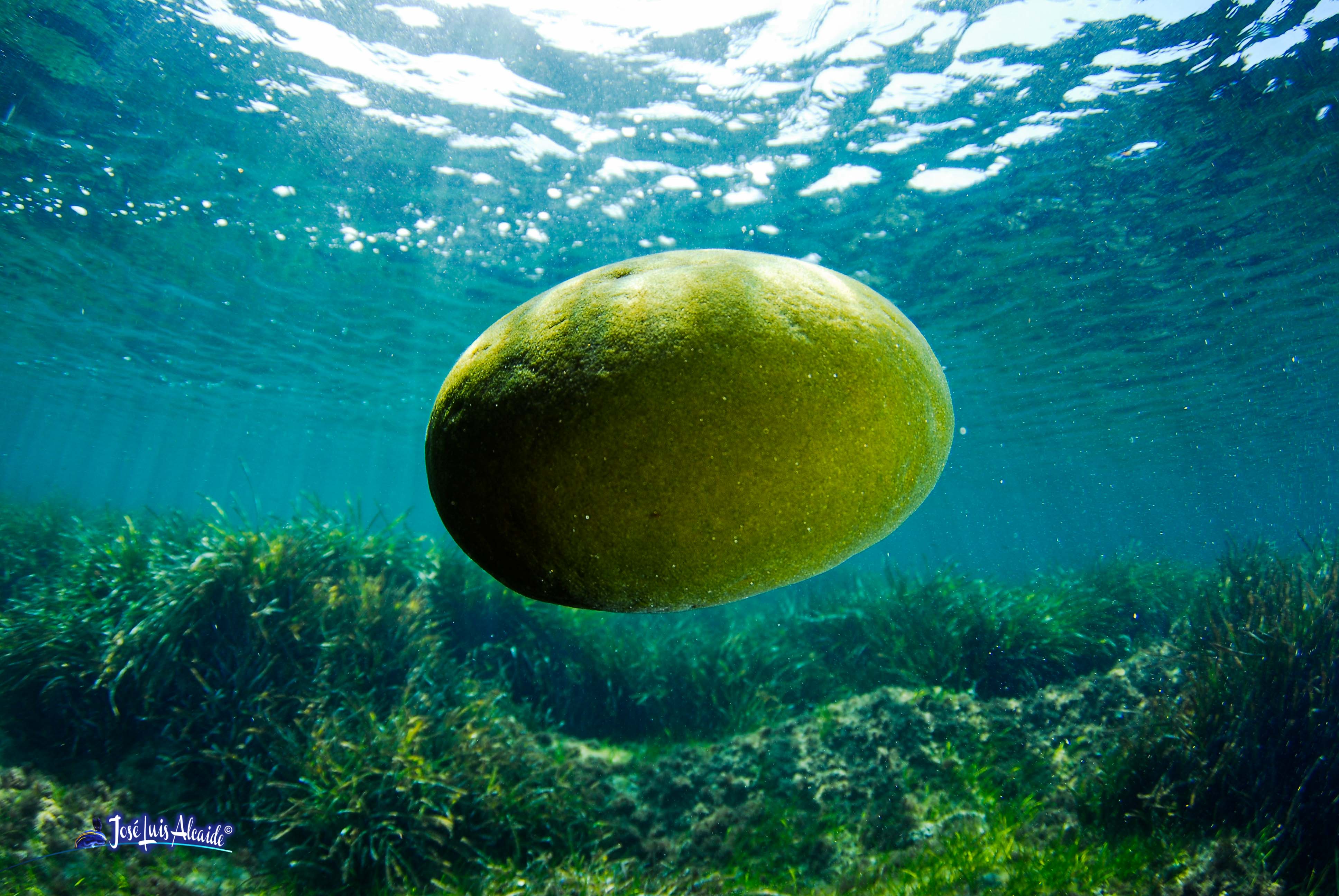 Codium bursa