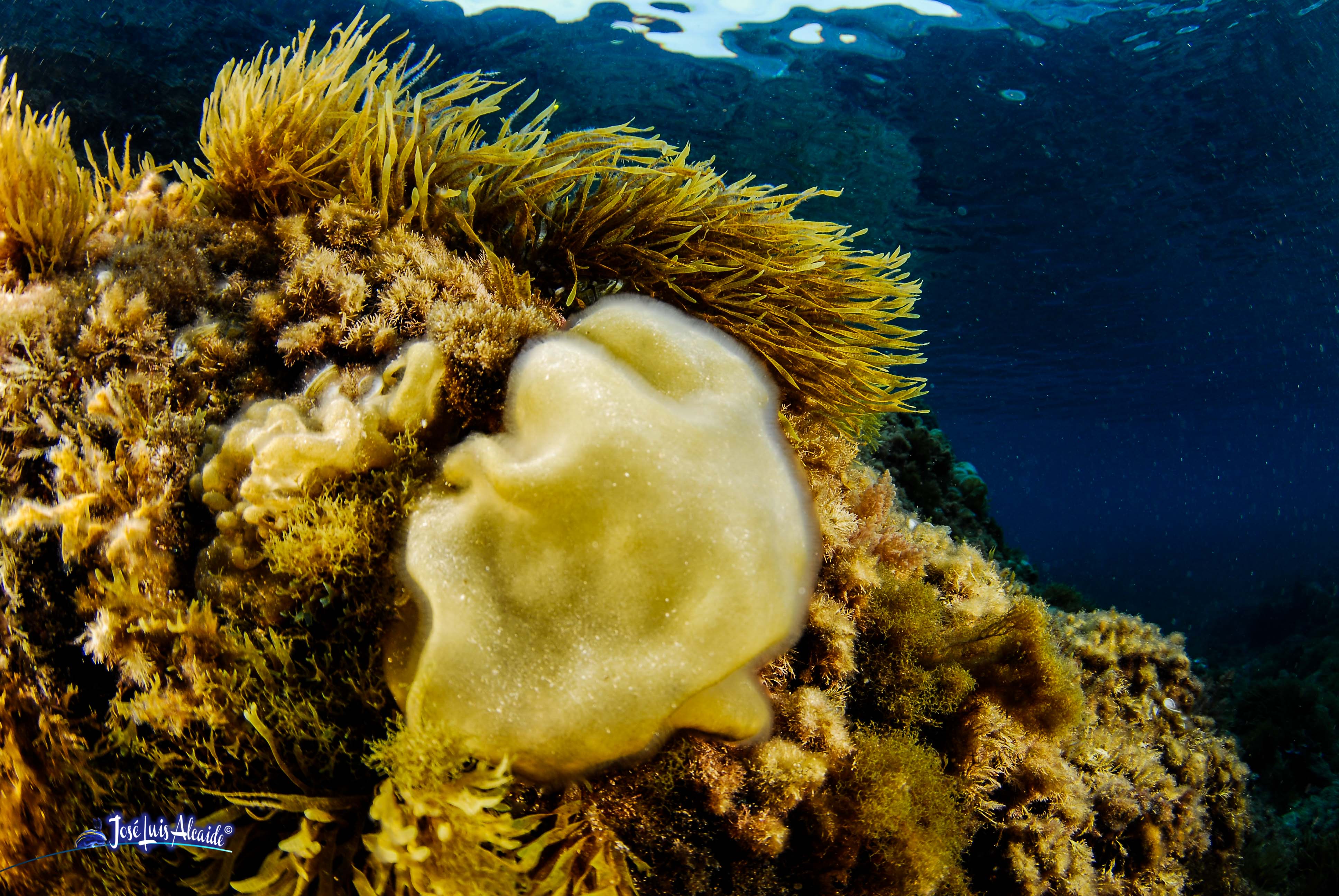 Colpomenia sinuosa