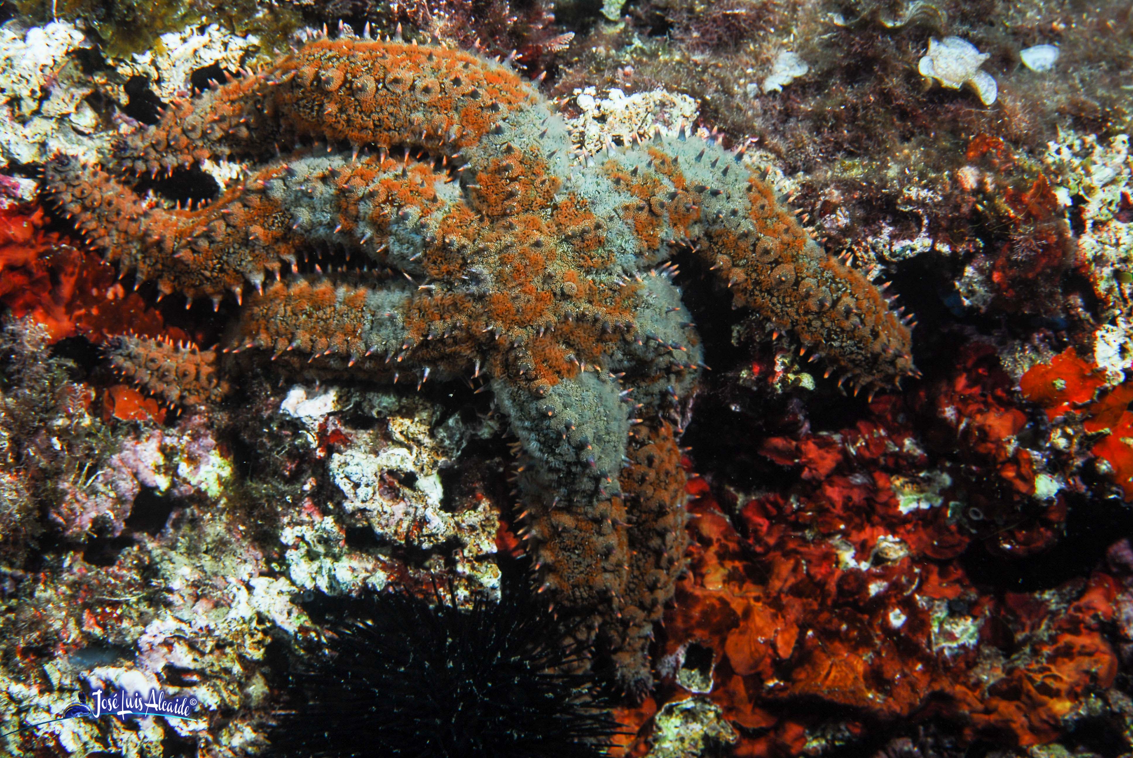 Coscinasterias tenuispina estrella de mar azul