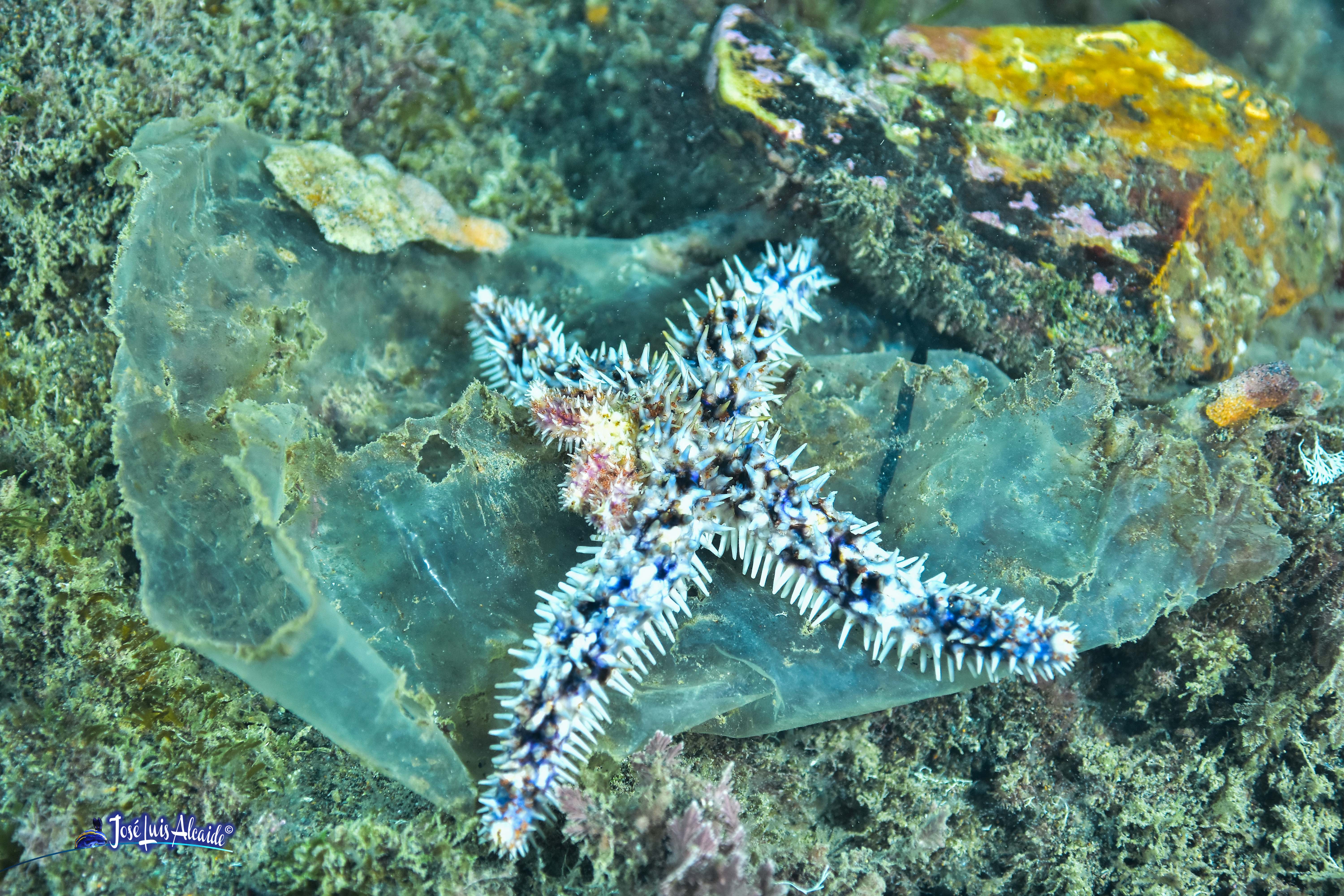 Coscinasterias tenuispina estrella de mar azul