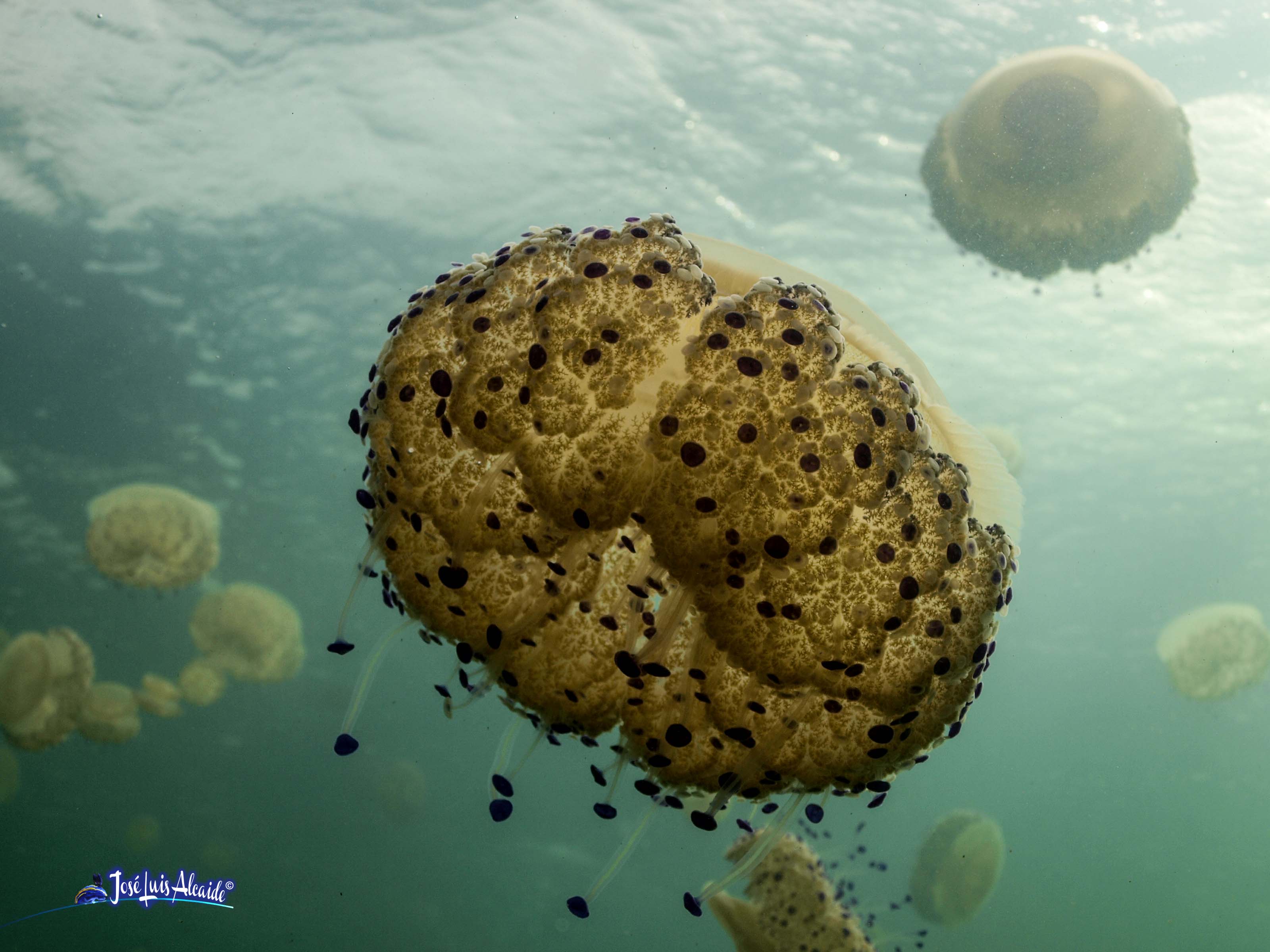 Cotylorhiza tuberculata agua cuajada acalefo huevo frito